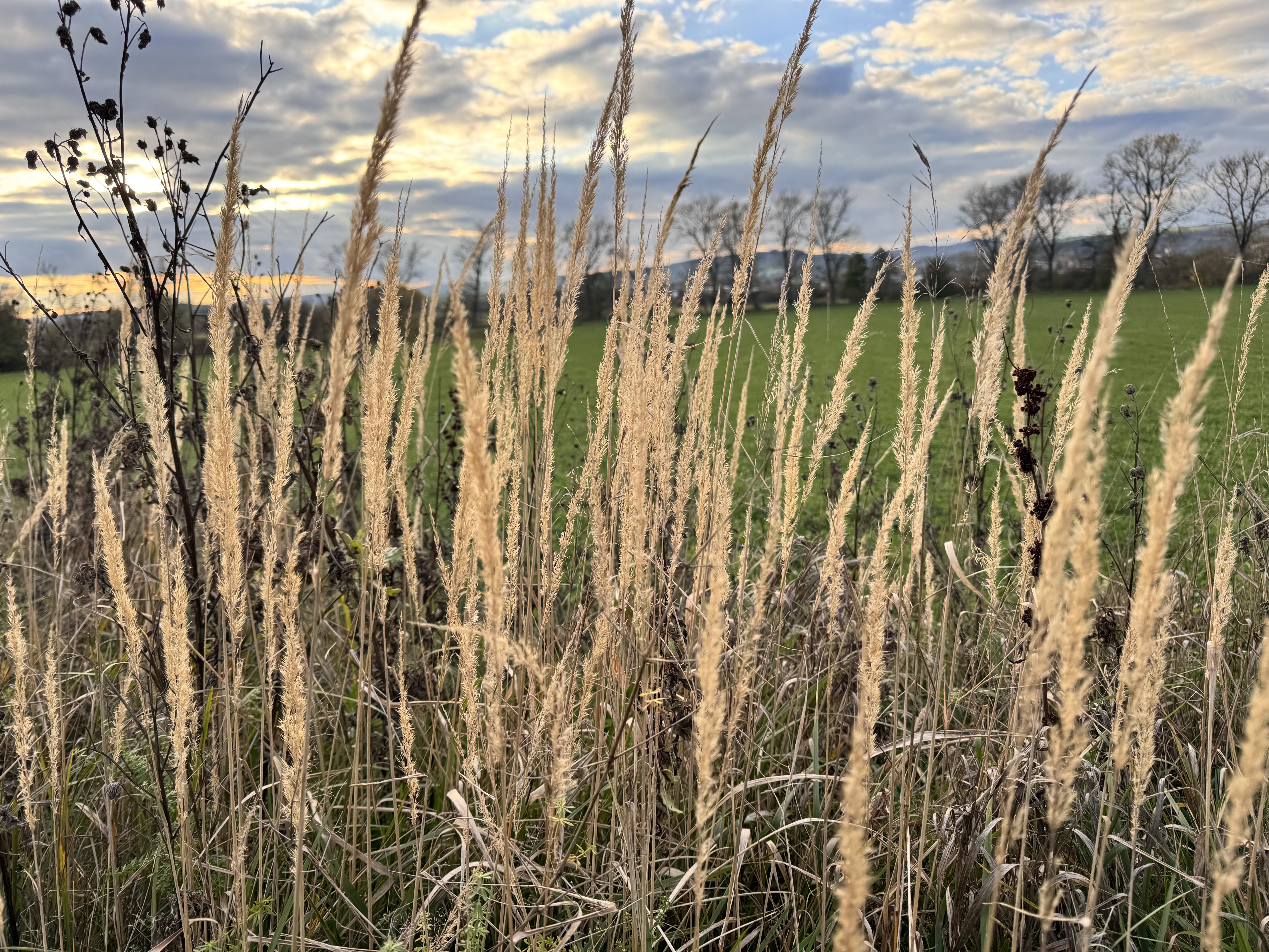 tall grass in field