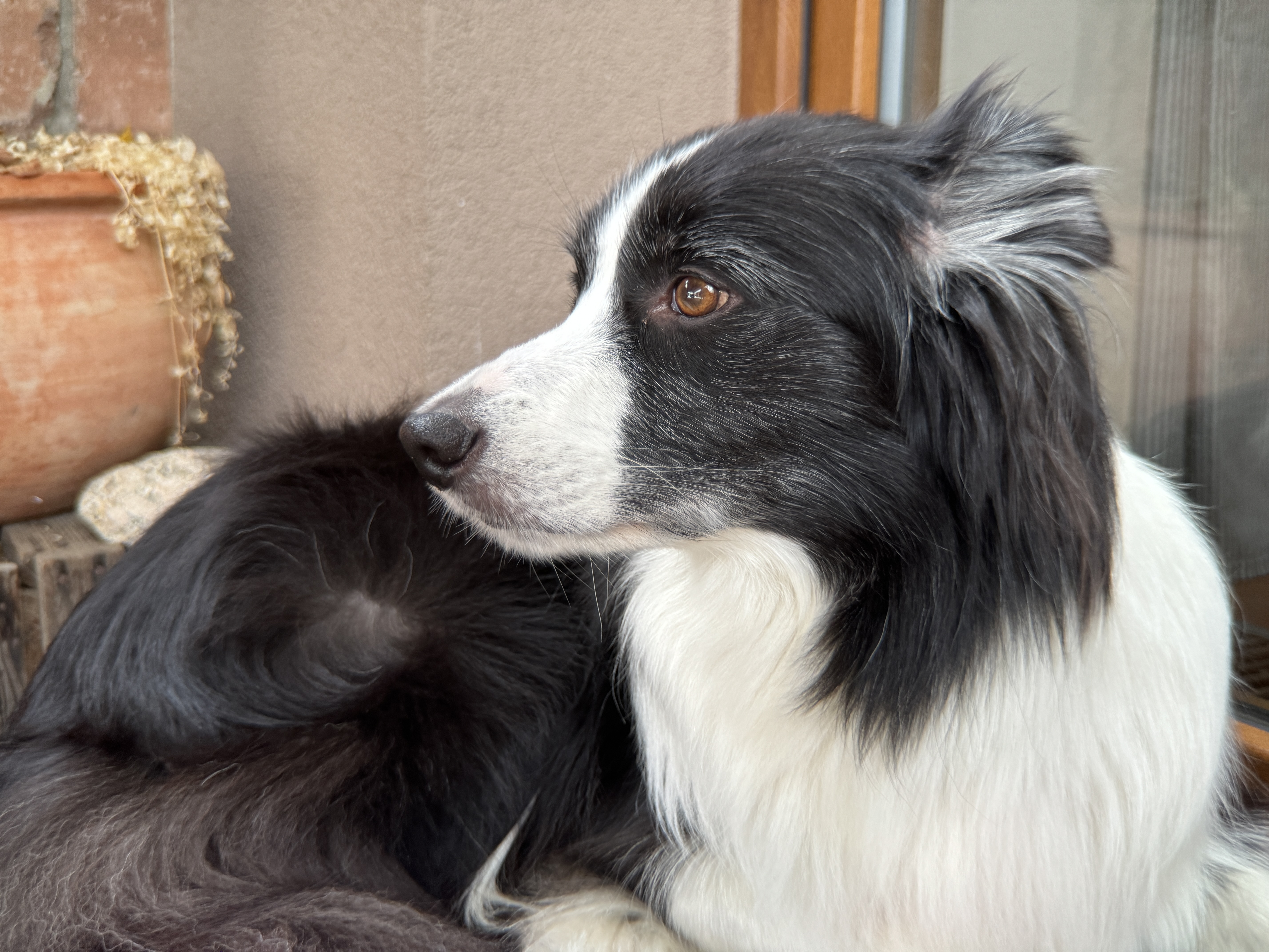 black and white dog closeup