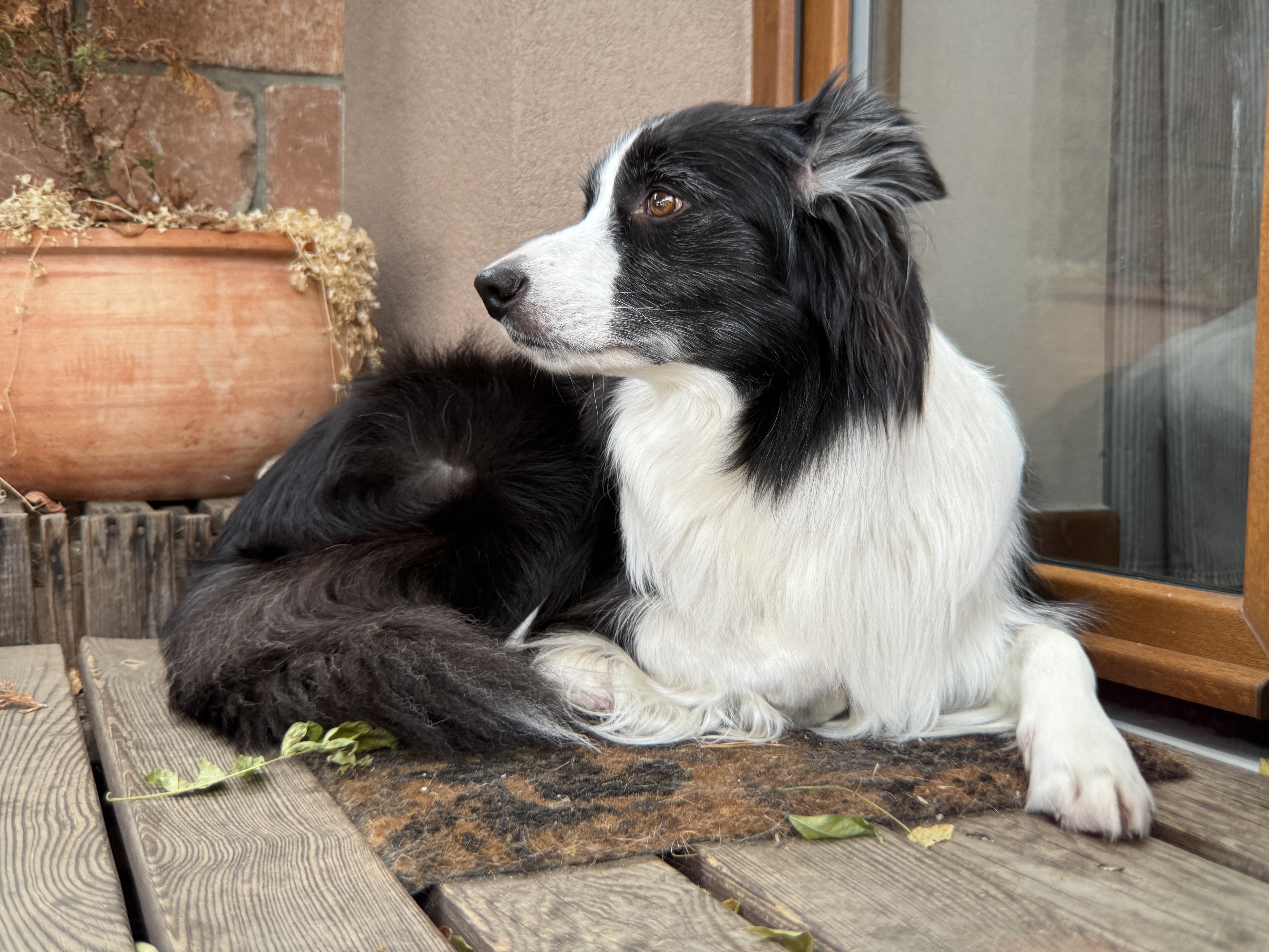 black and white dog on porch