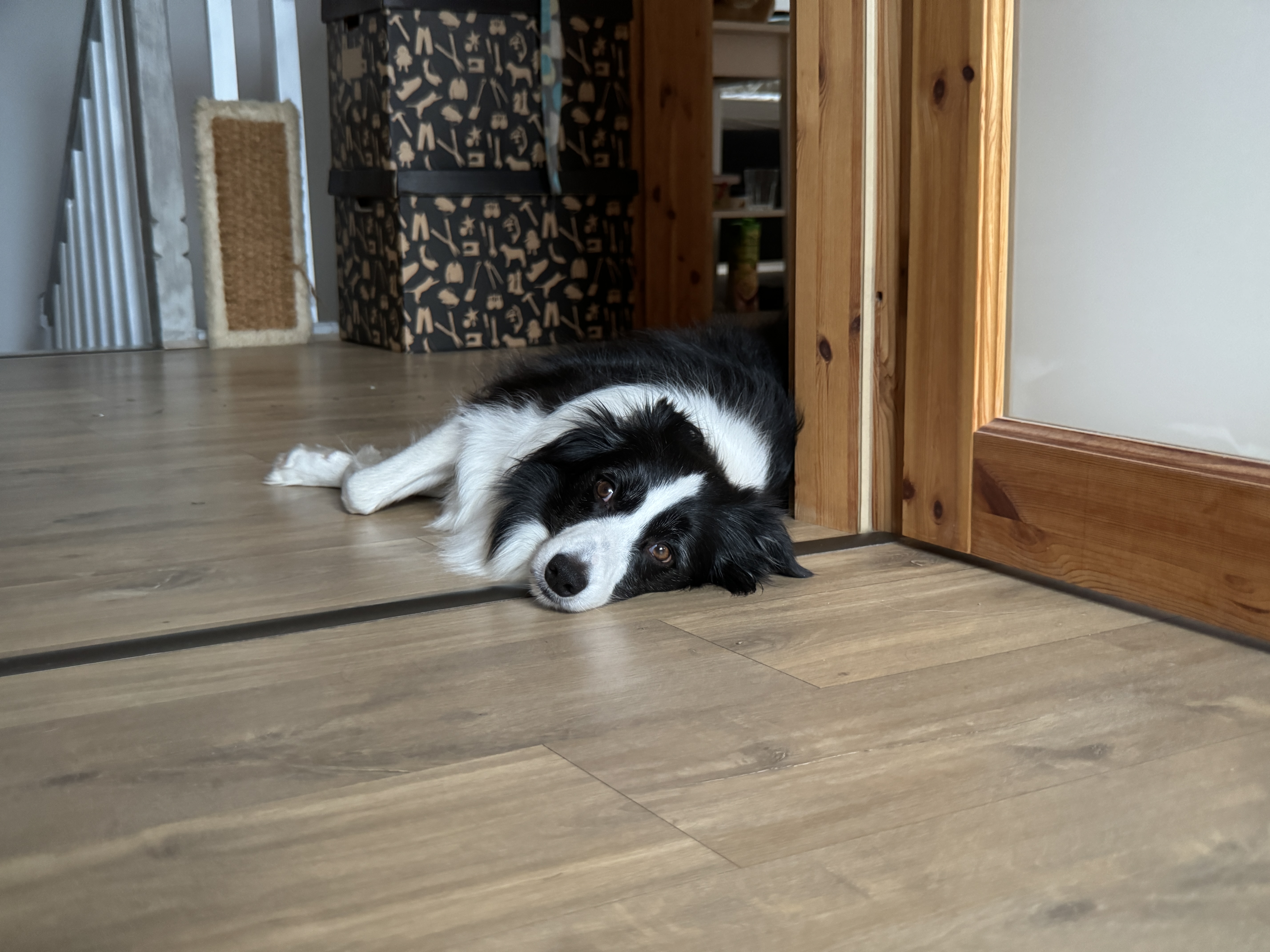 dog lying on floor