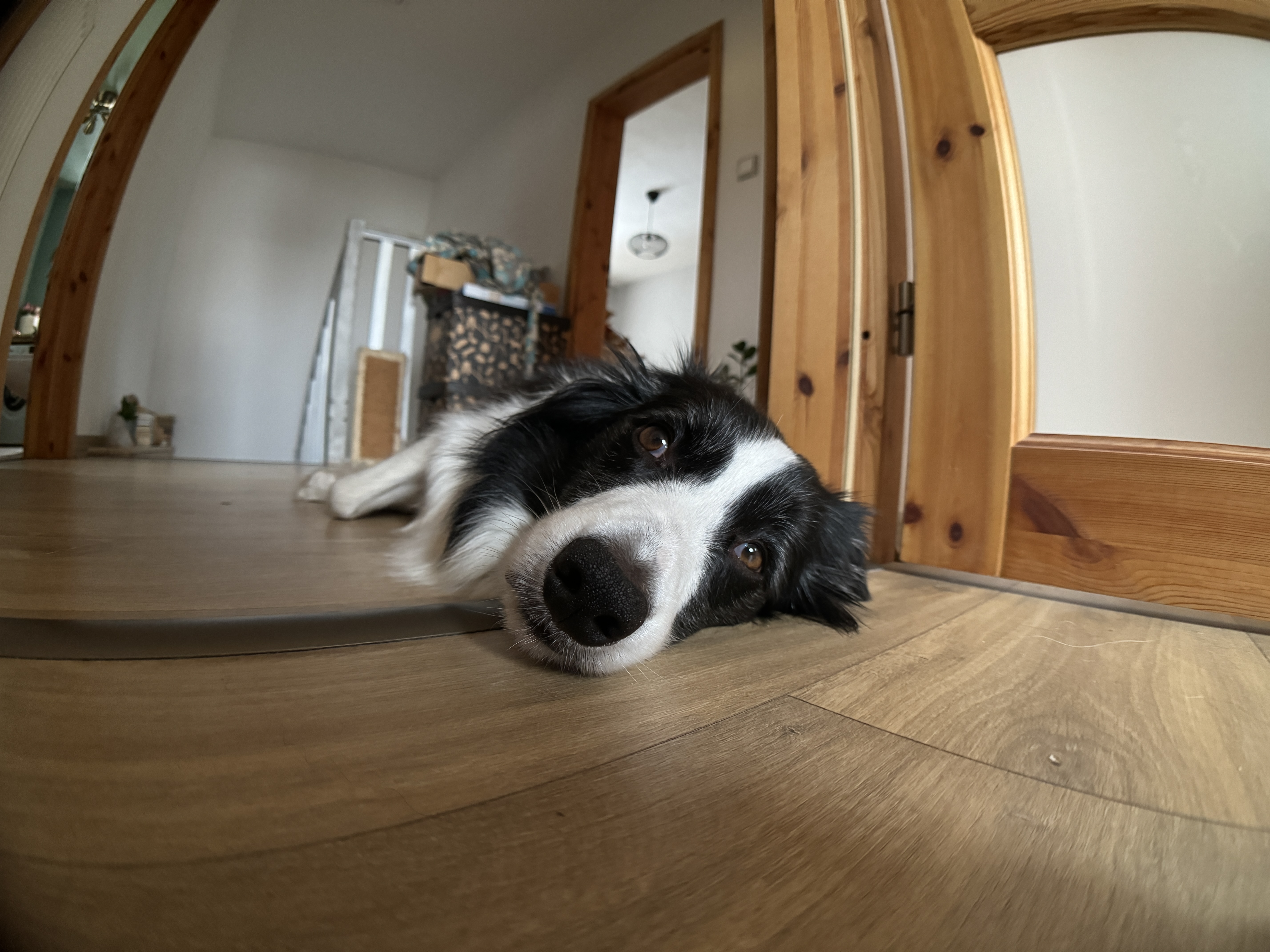 dog lying on wooden floor