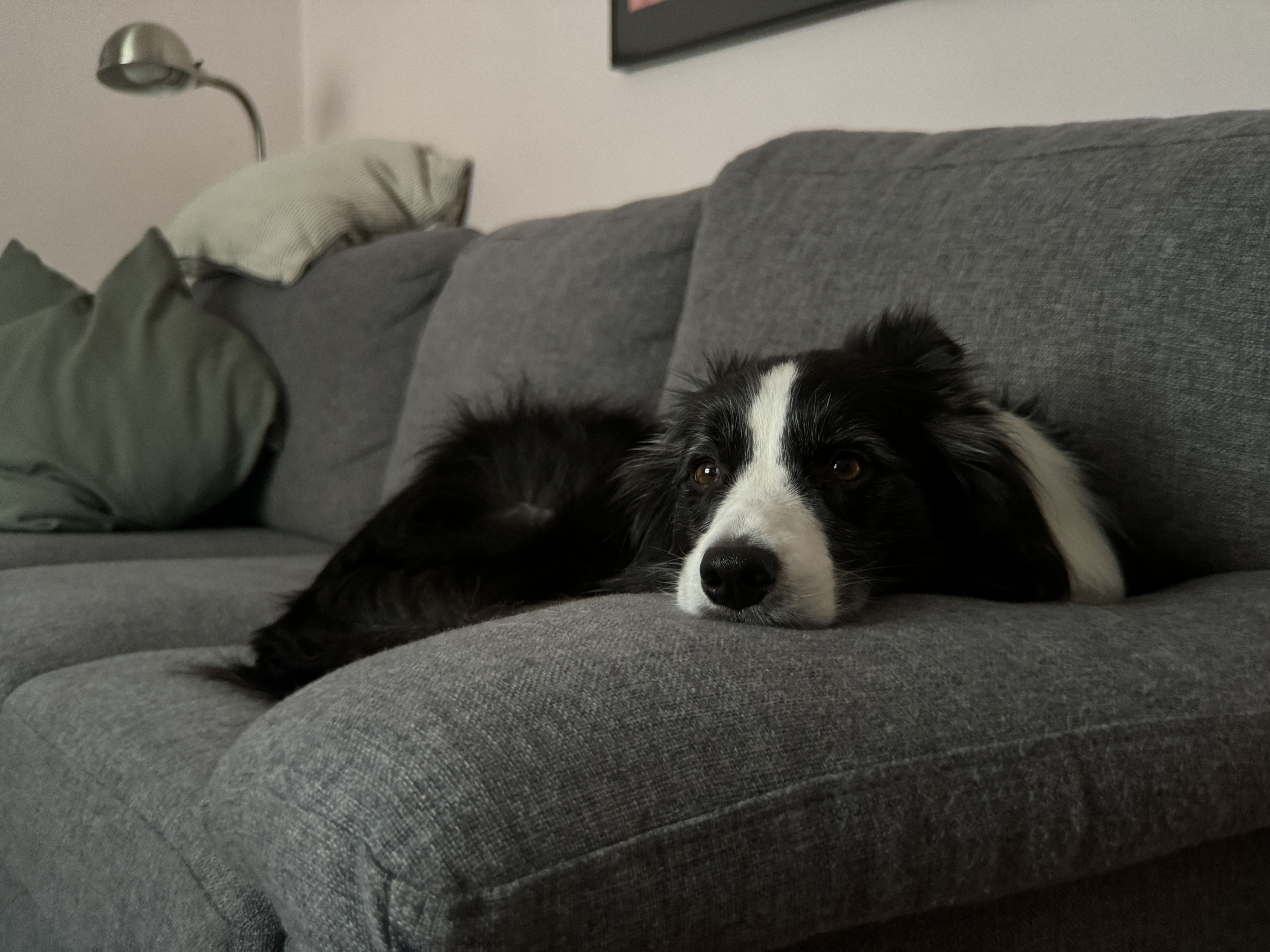 dog relaxing on sofa