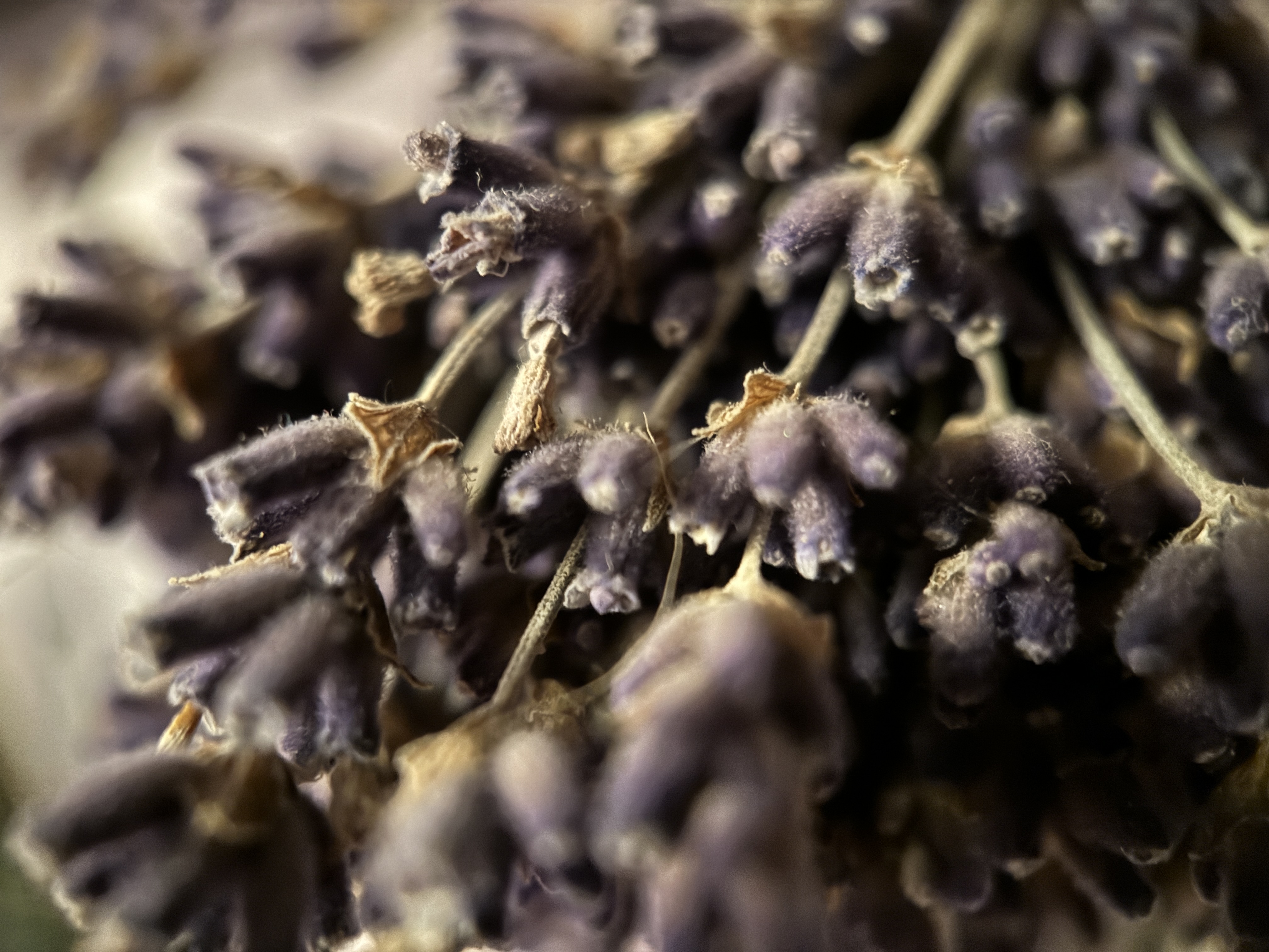 dried lavender flowers