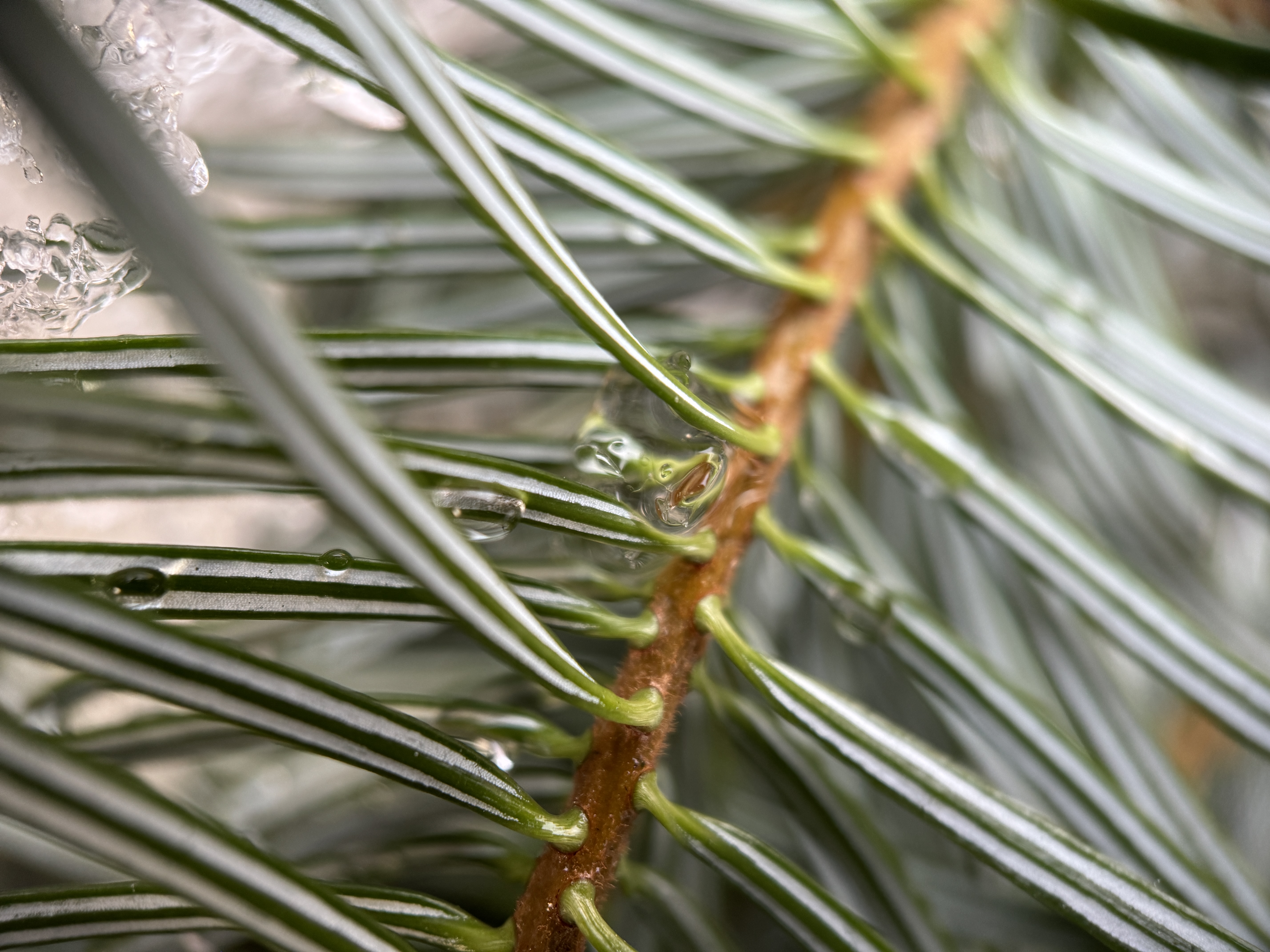 evergreen branch closeup