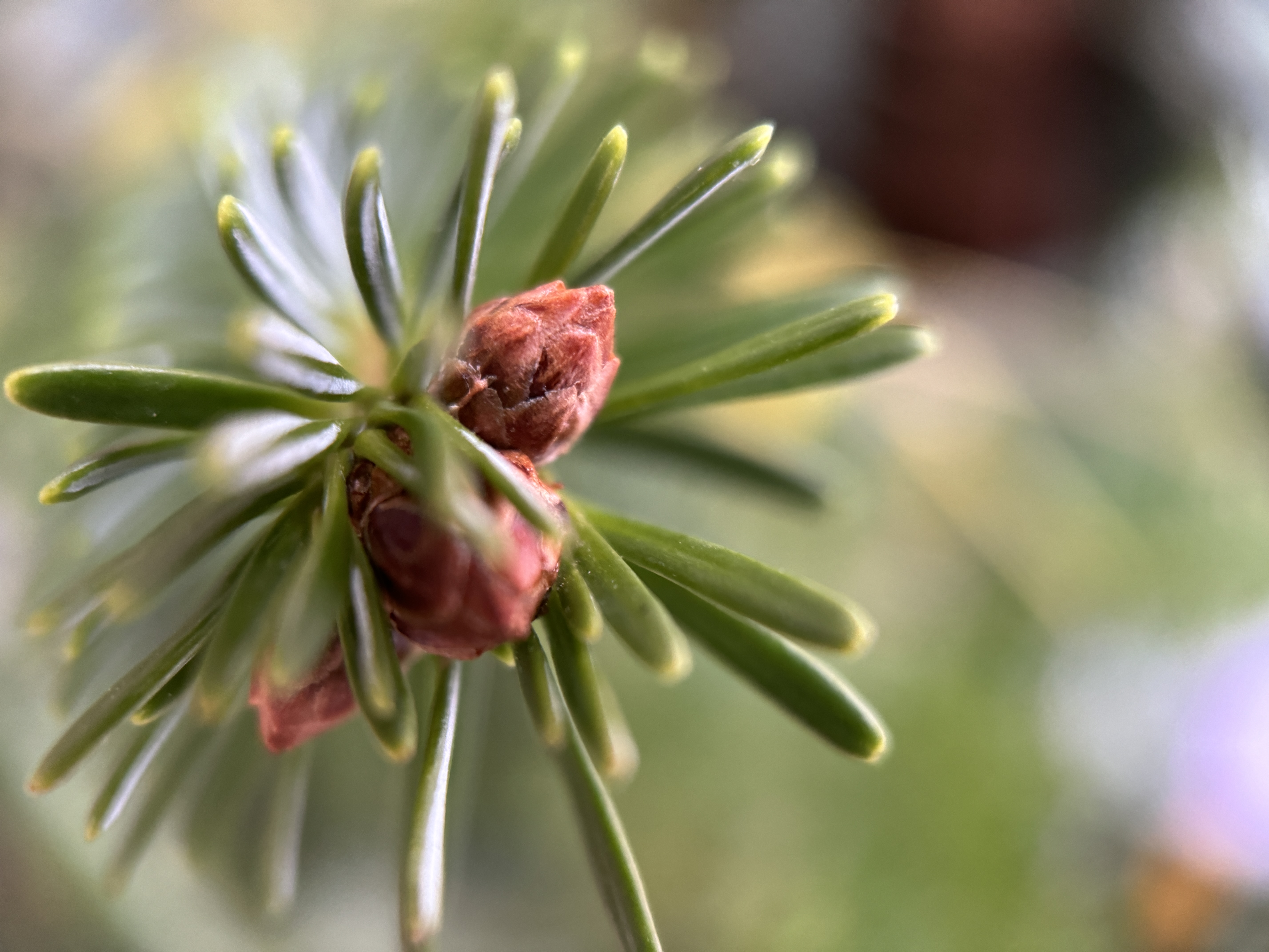 evergreen bud closeup