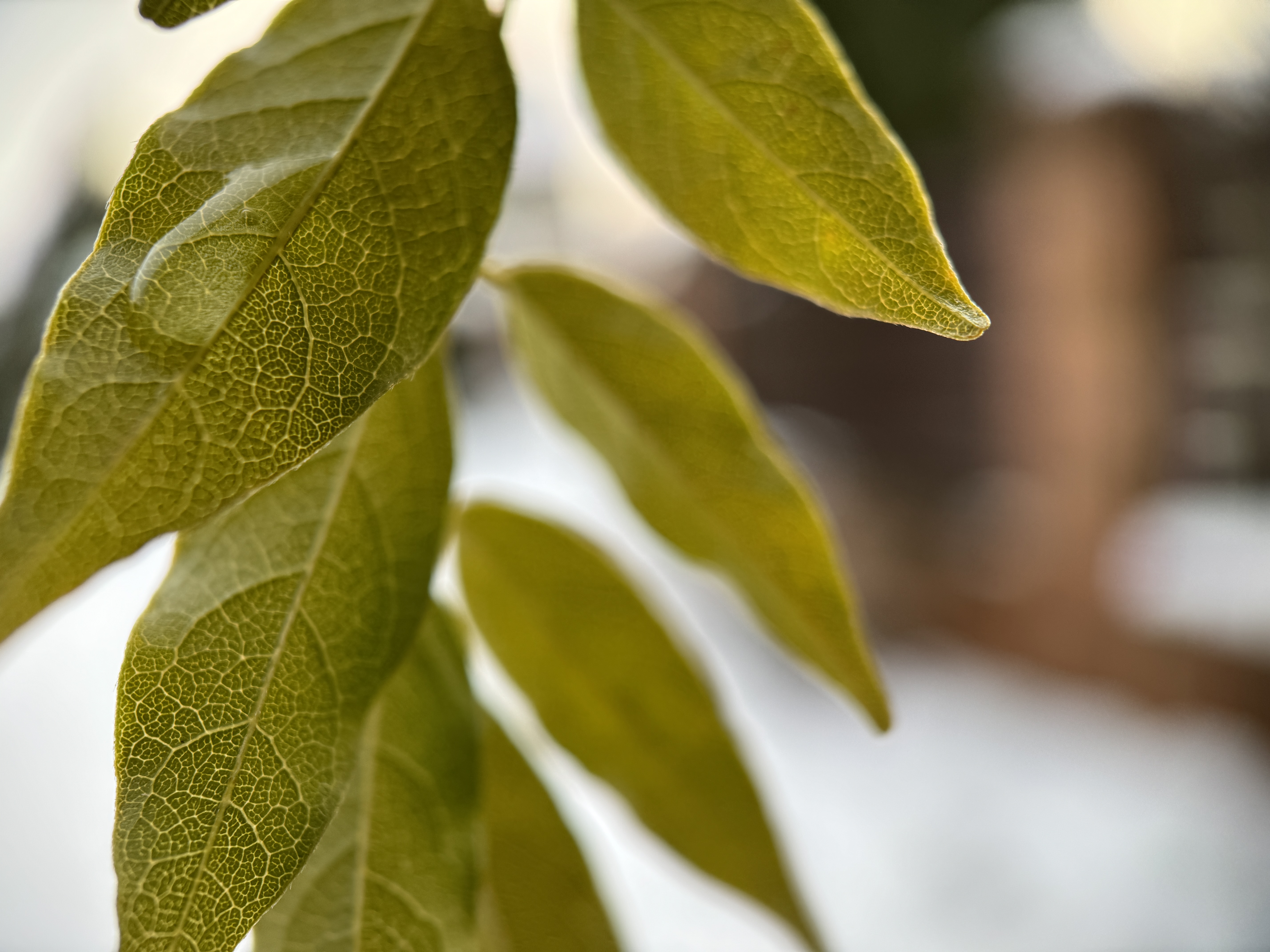 green leaves in sunlight