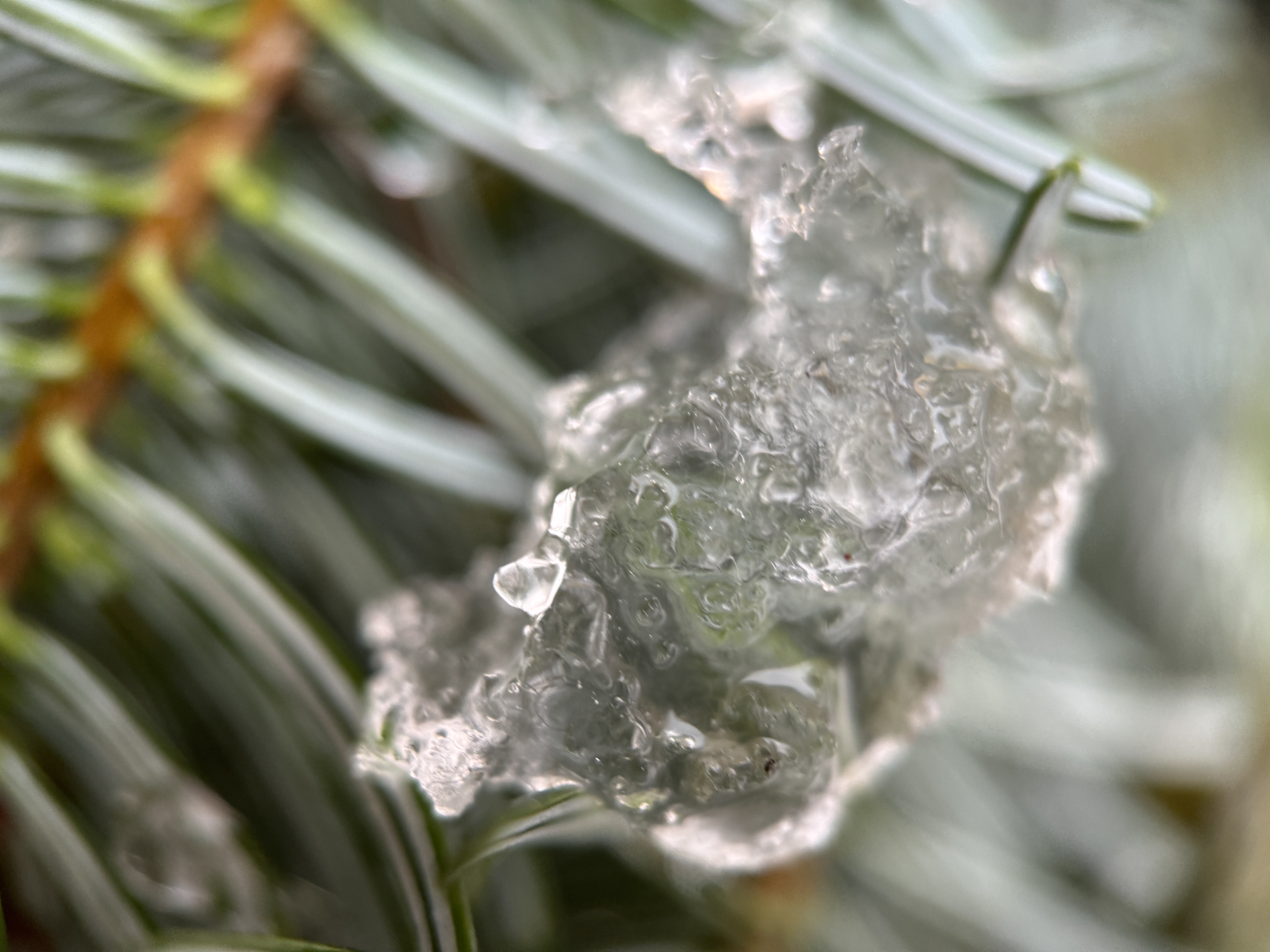 ice on evergreen branch