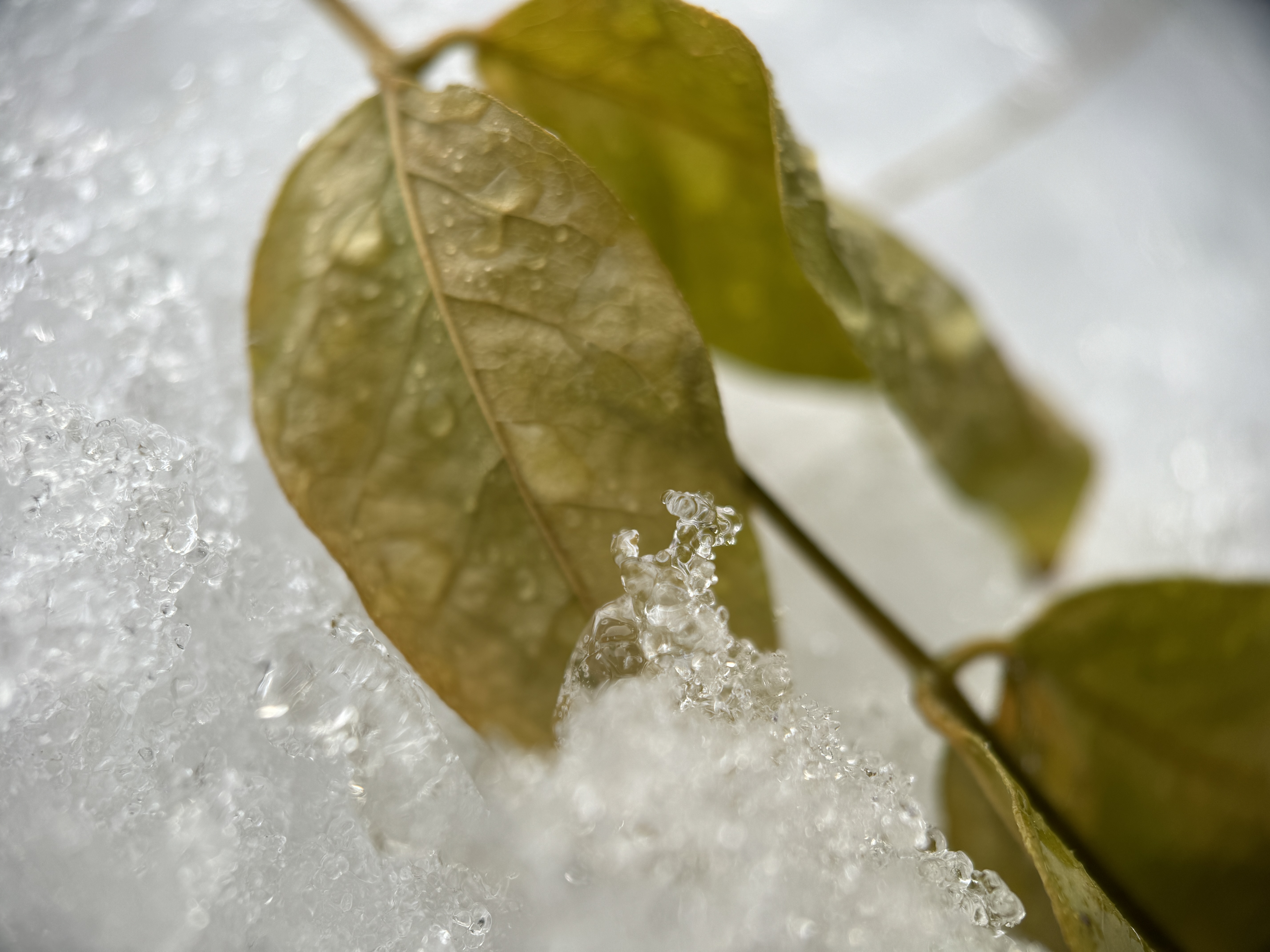 leaves in snow