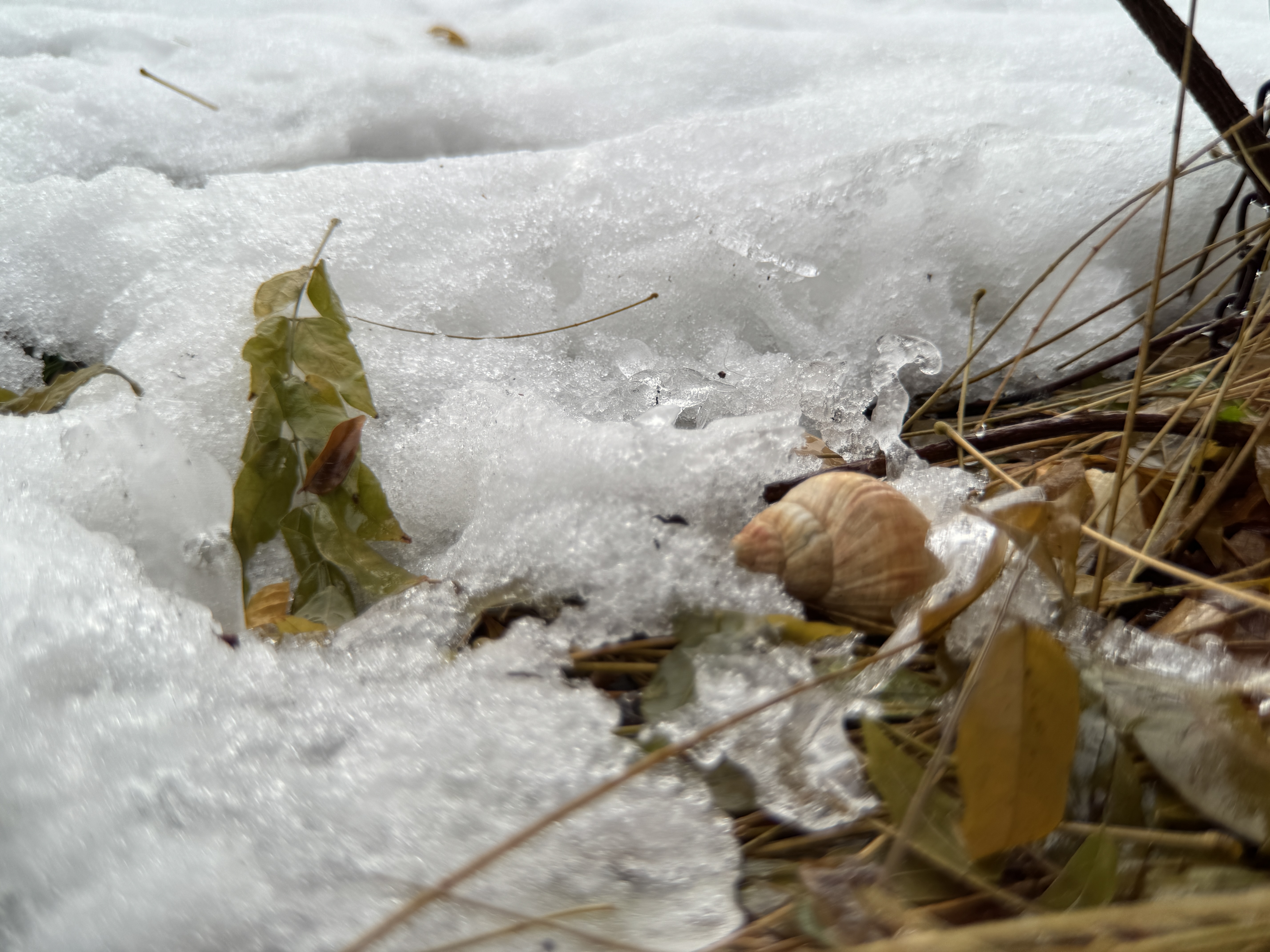 snow covered ground with leaves