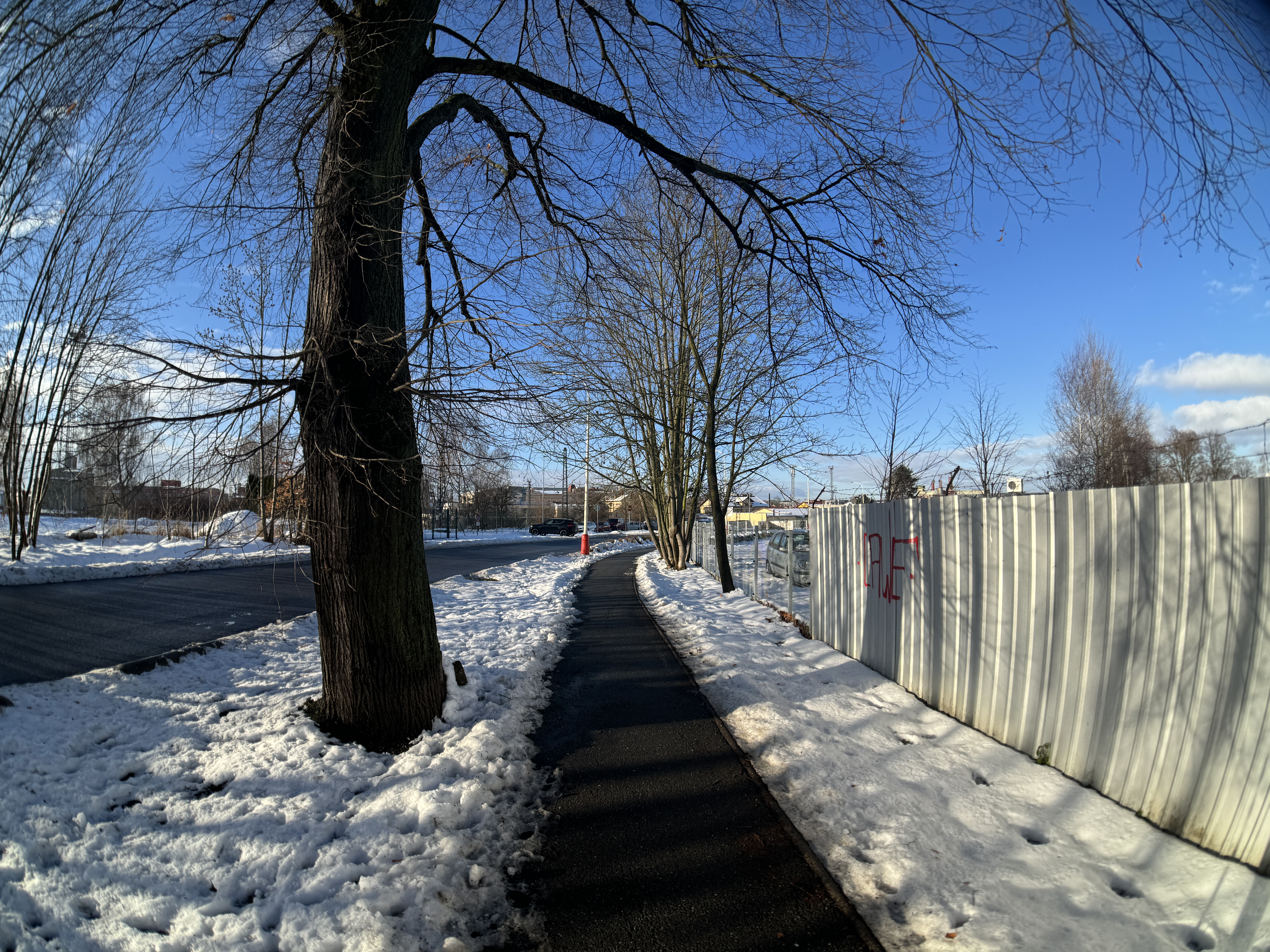 snowy path with trees