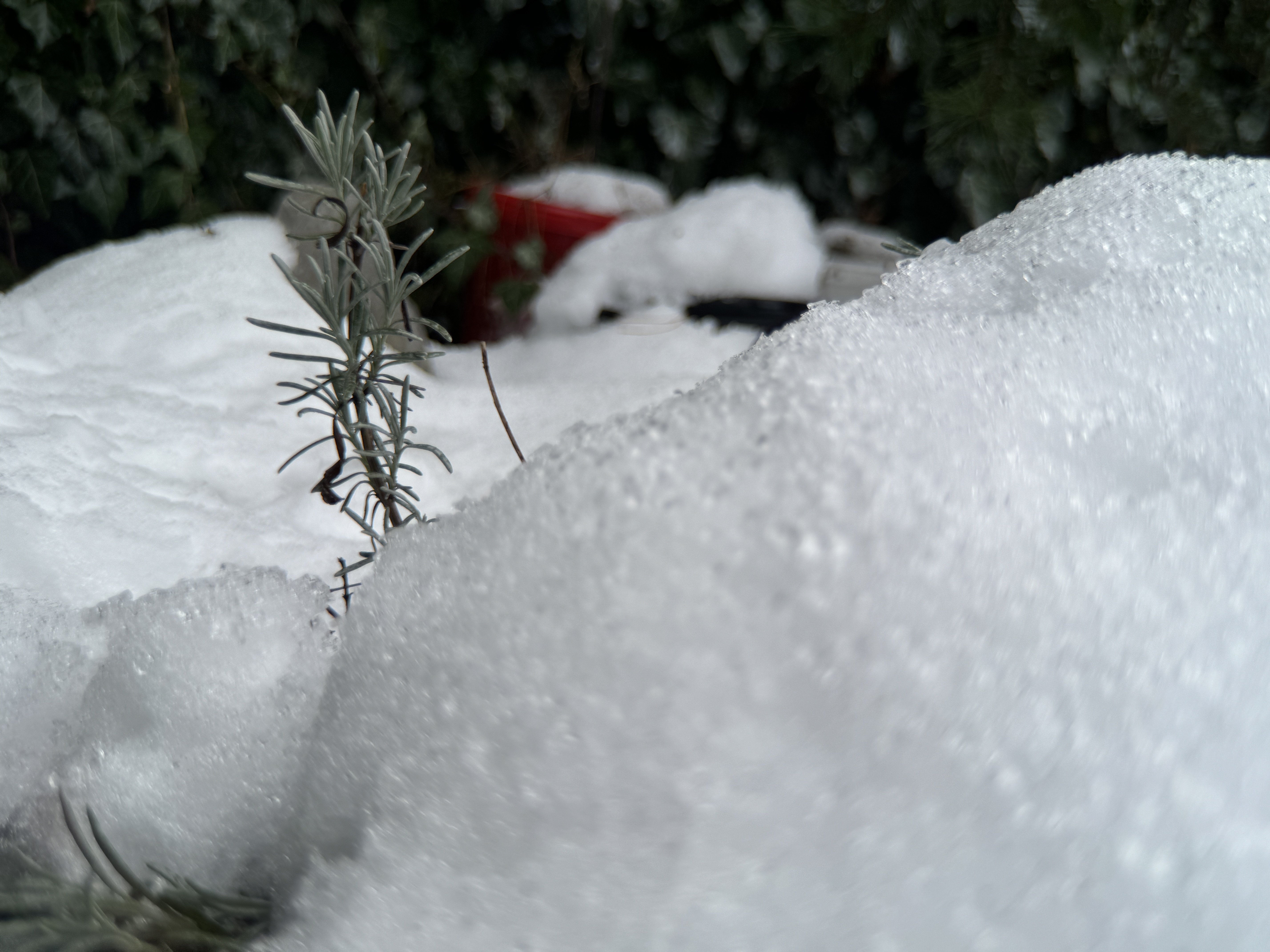 snowy plant closeup