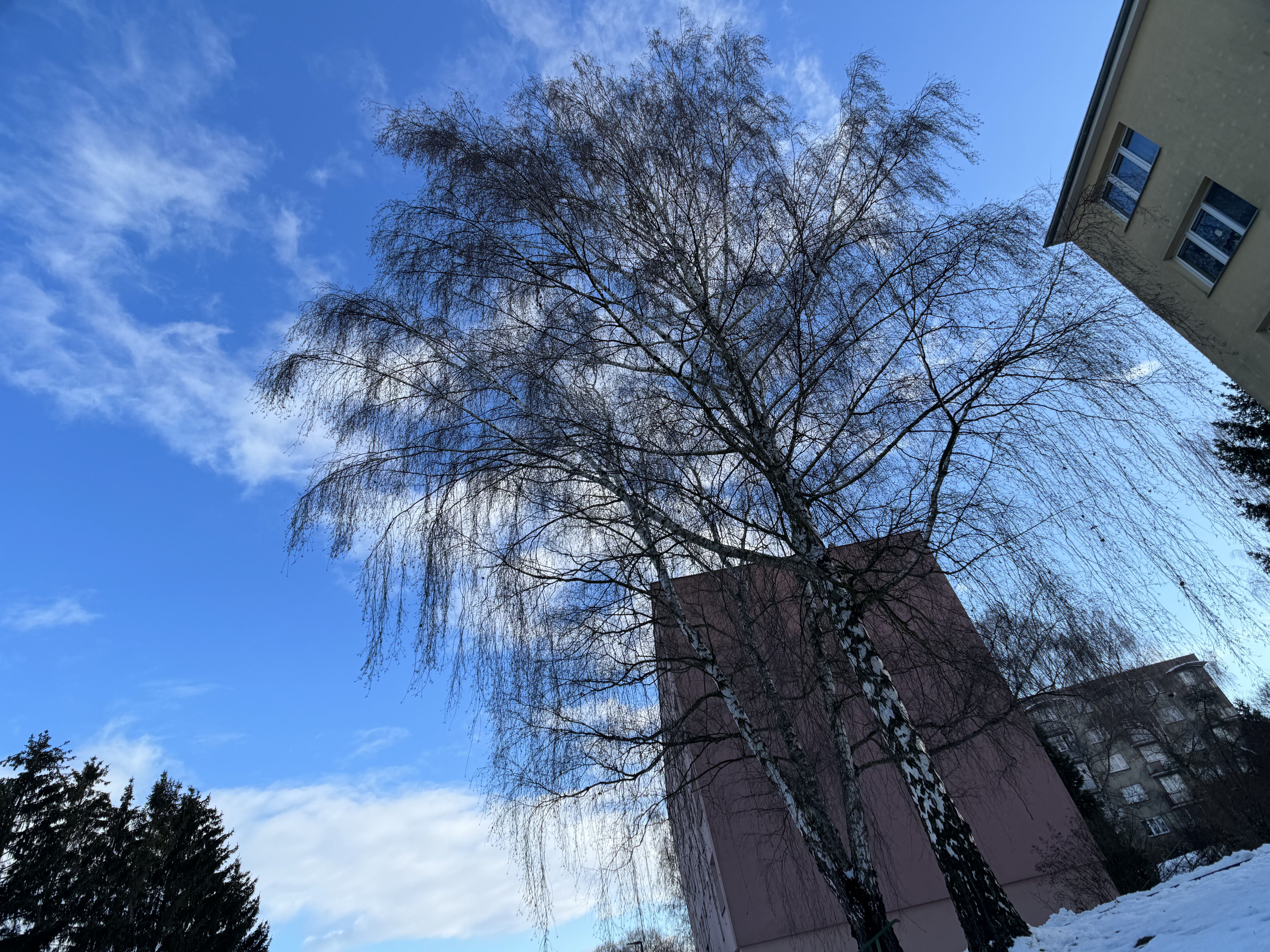 tall tree against blue sky