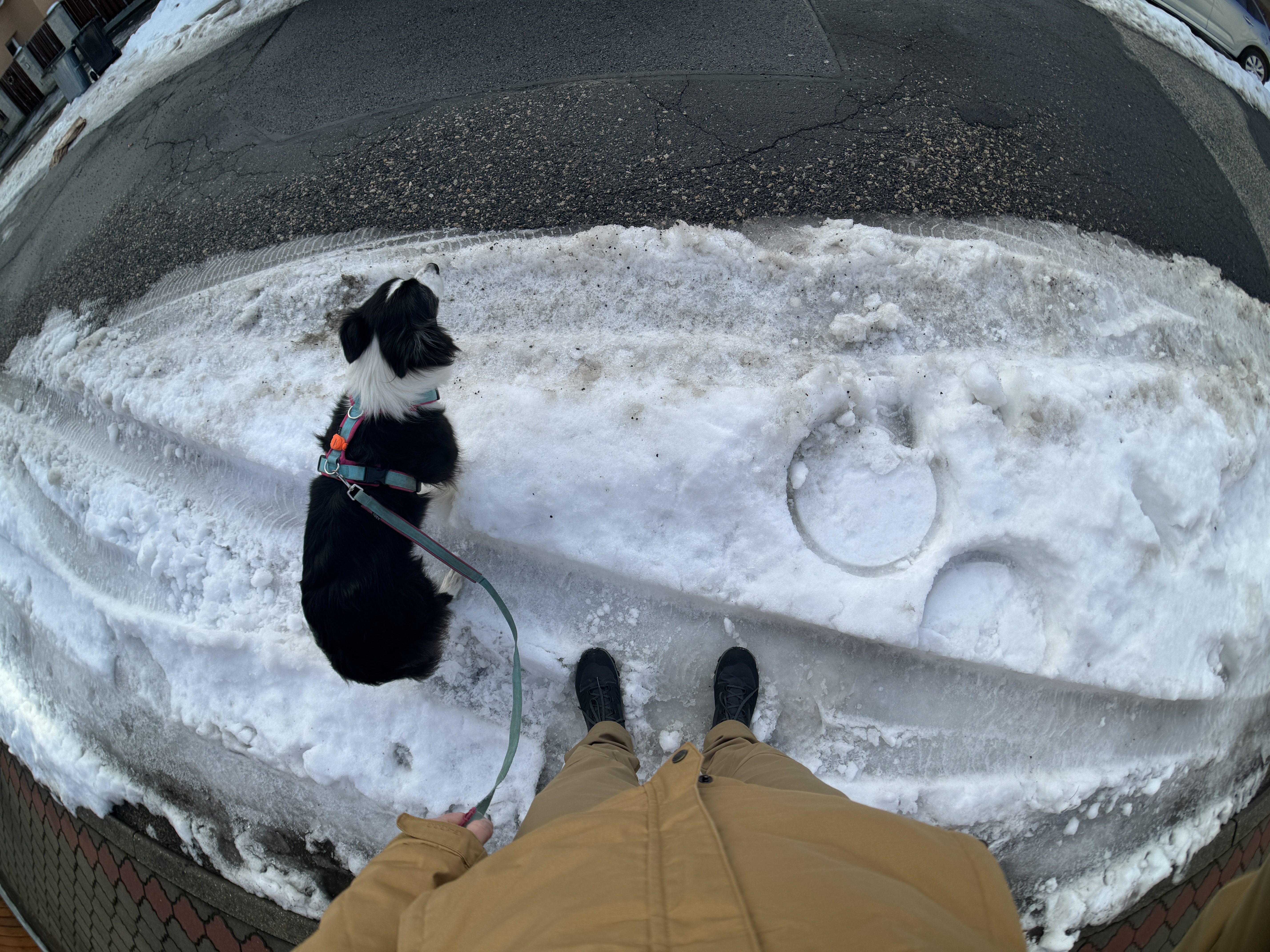 walking dog on snowy sidewalk