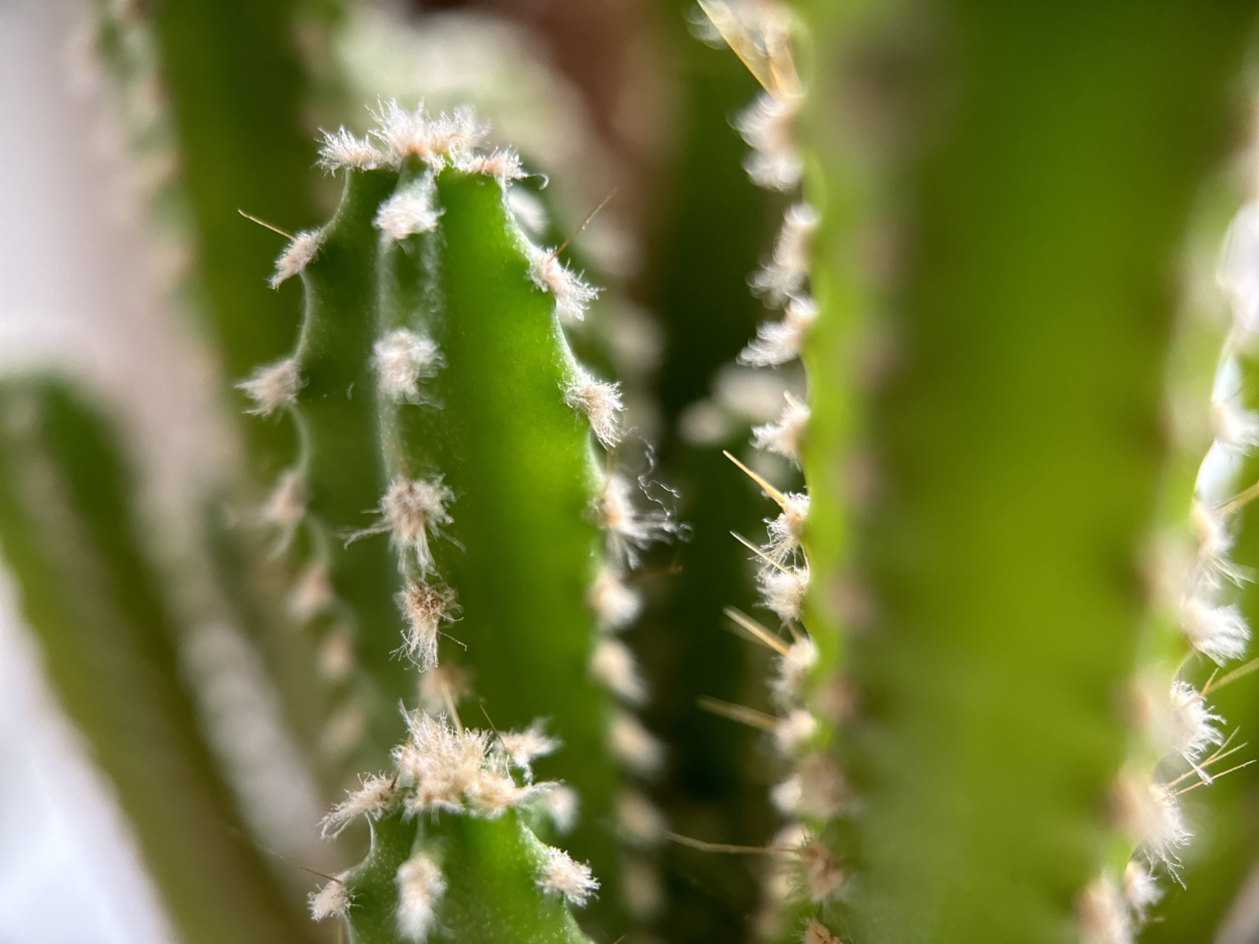 cactus closeup spines