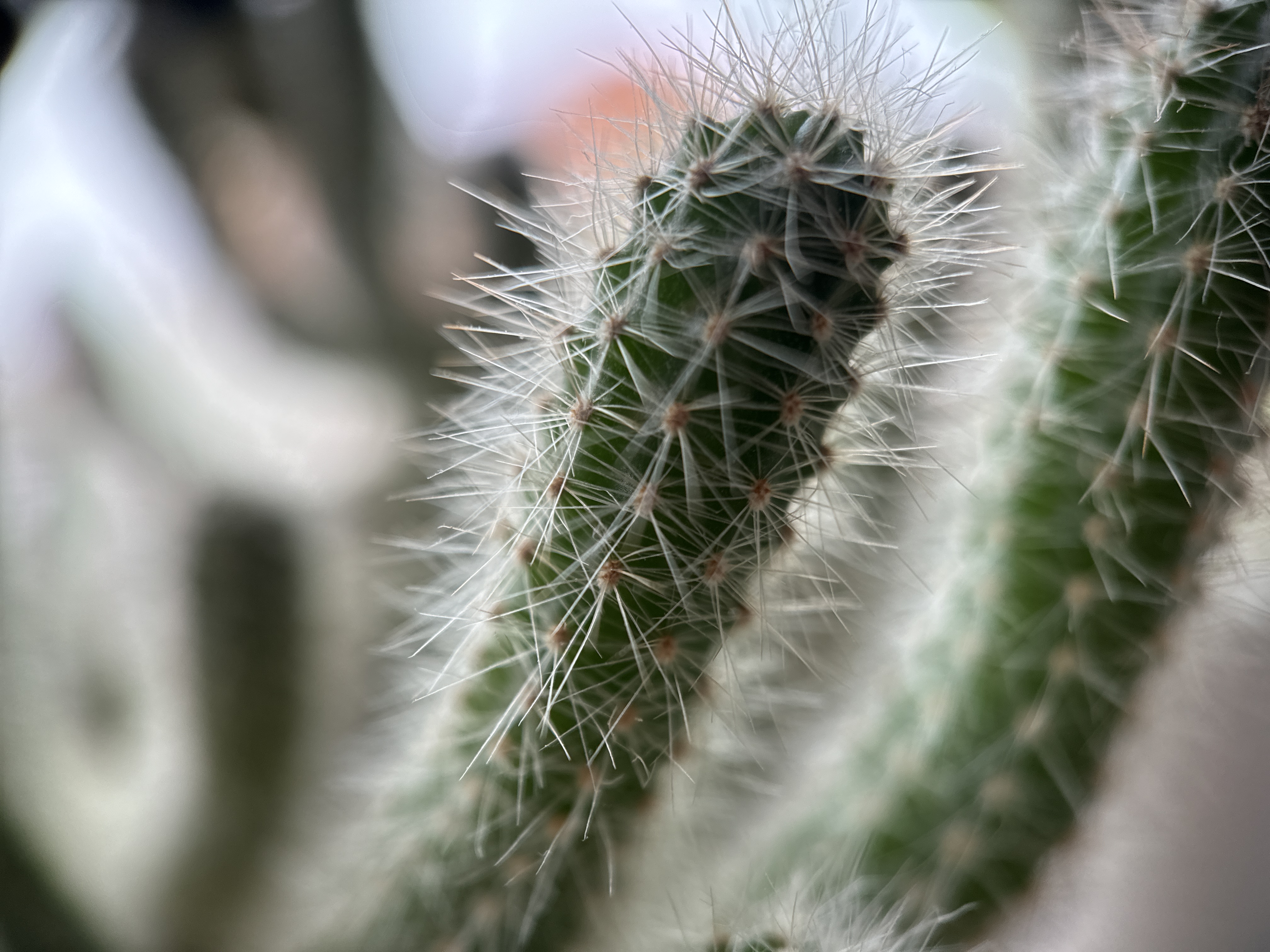 cactus spines closeup
