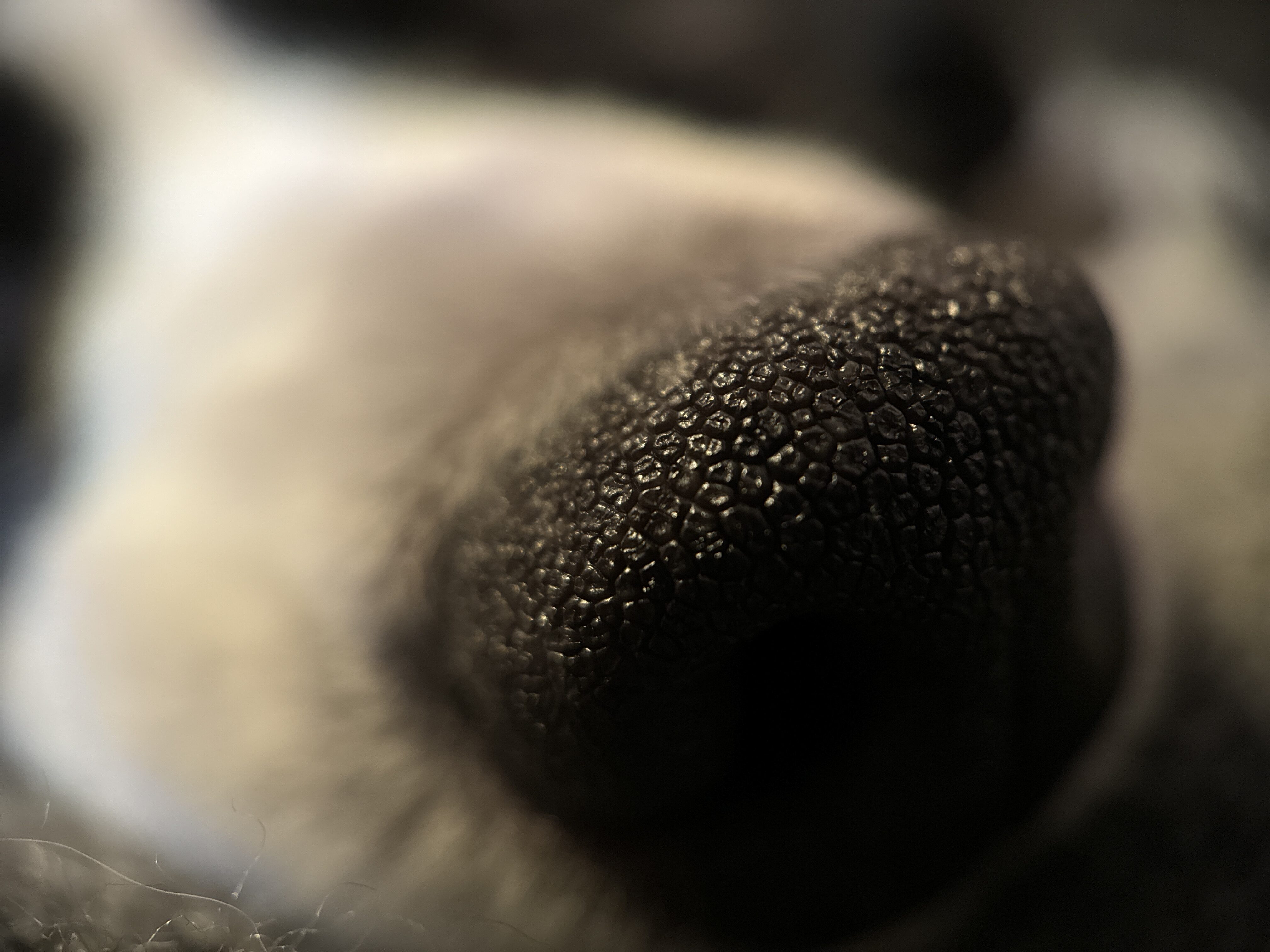 dog nose closeup