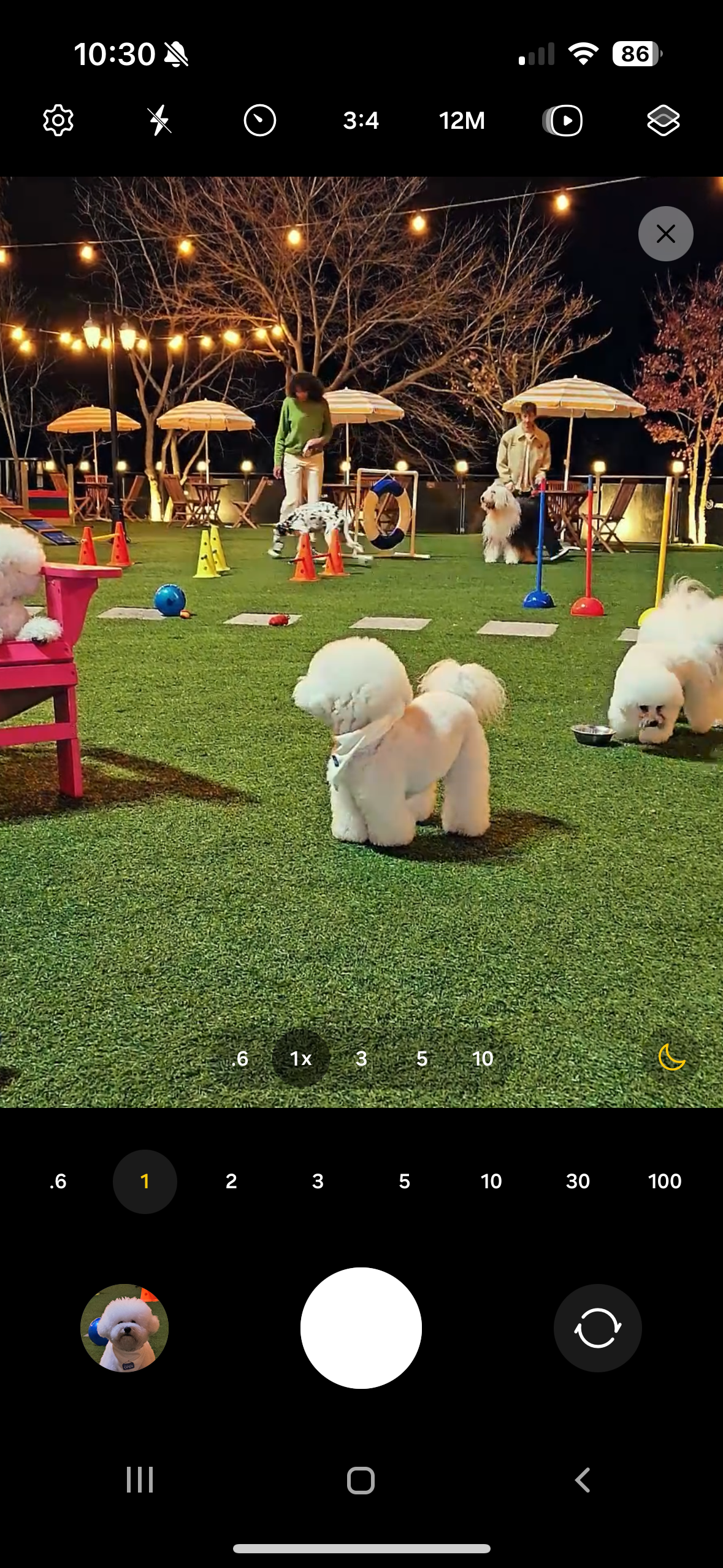 nighttime dog park photo