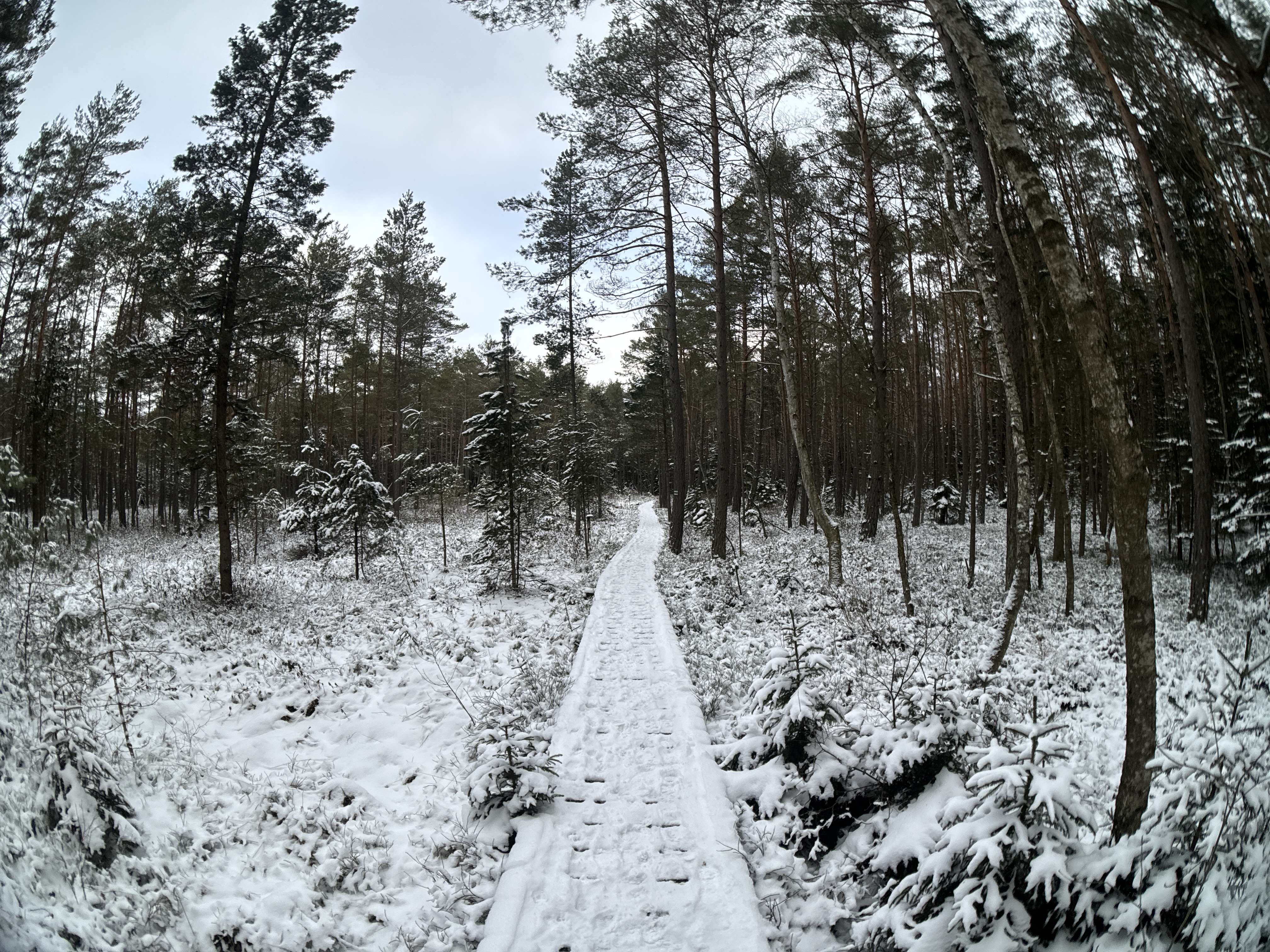 snowy forest path trees