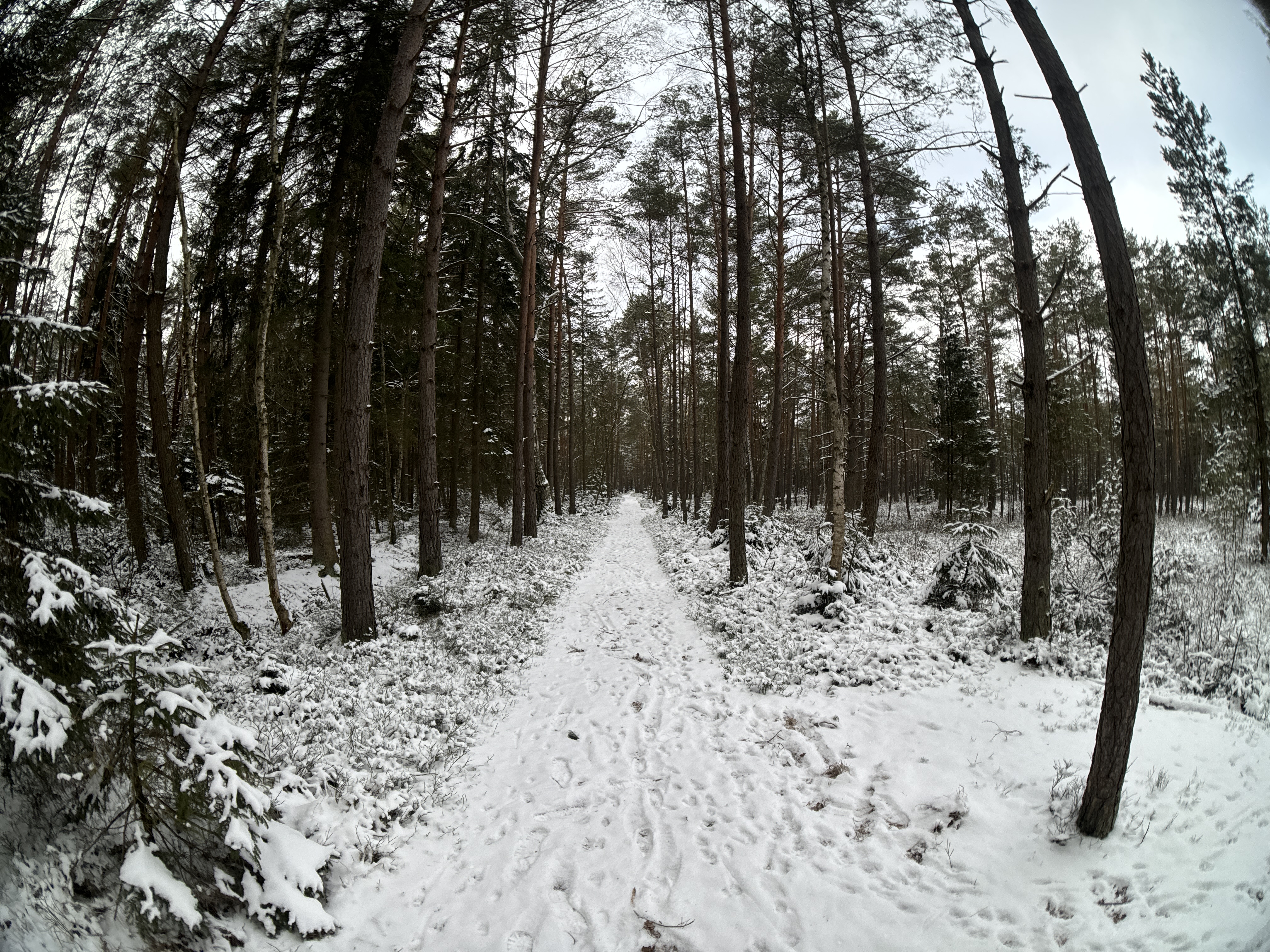 snowy forest path