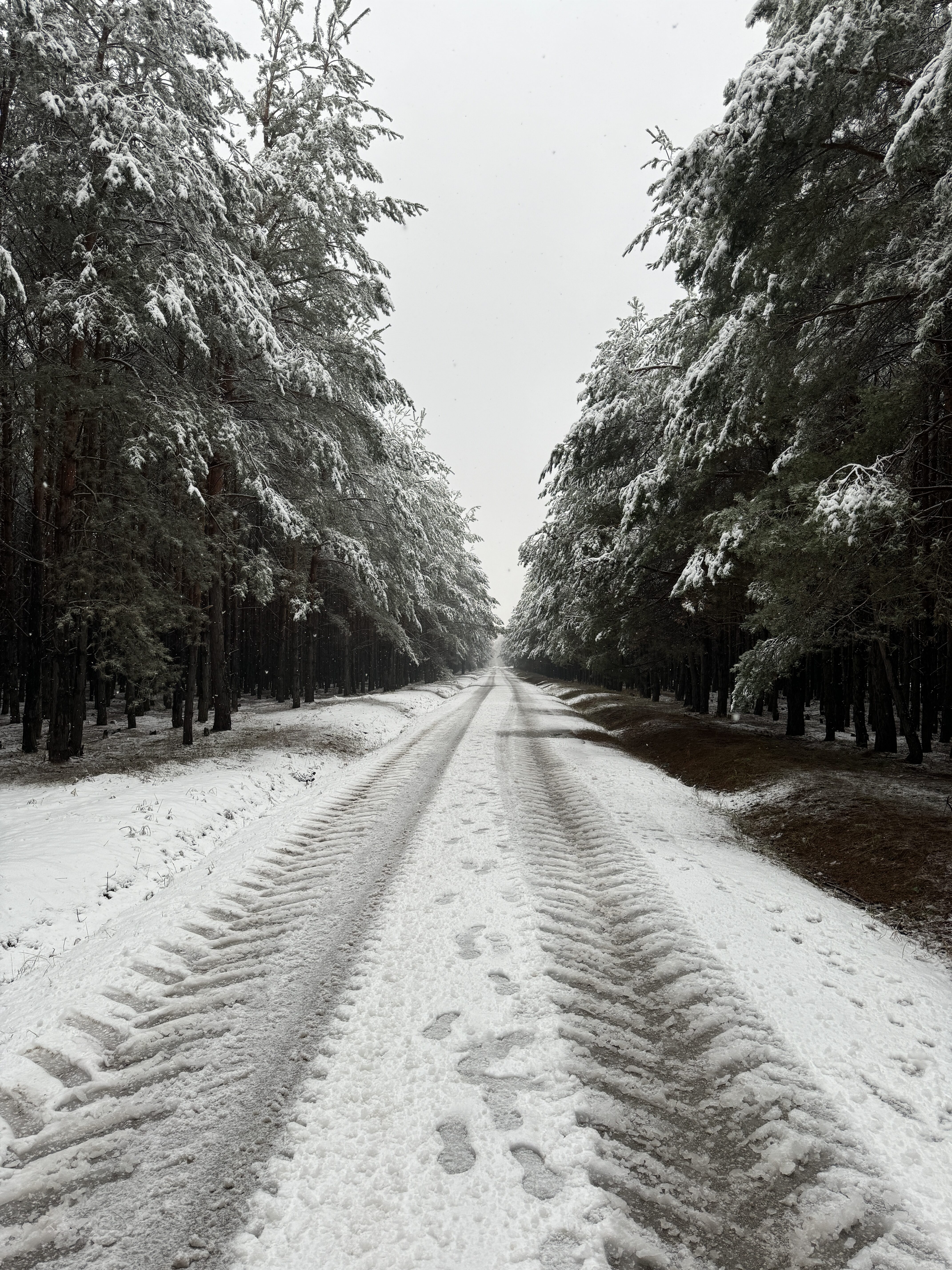 snowy forest road