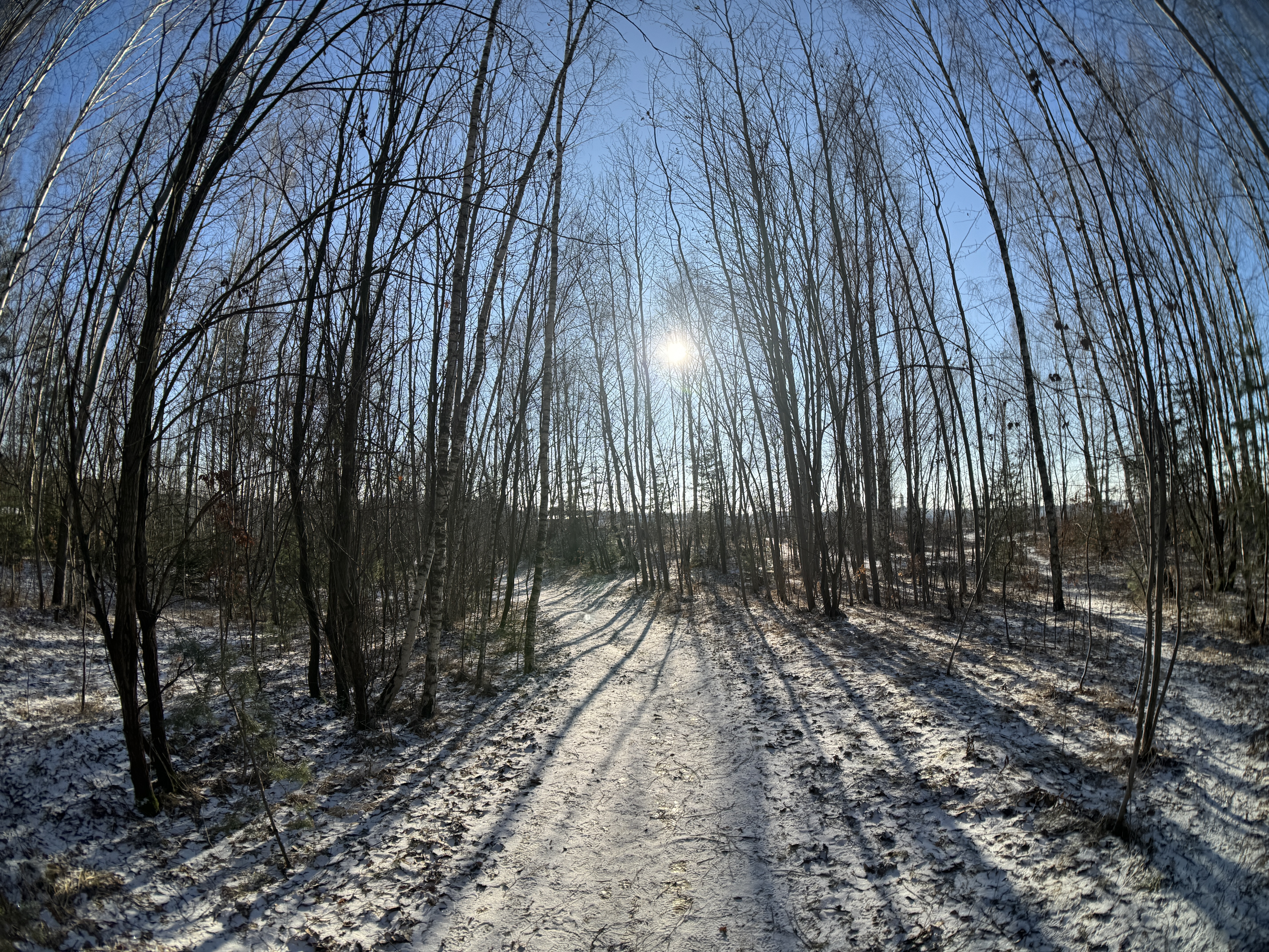 snowy forest sunlight
