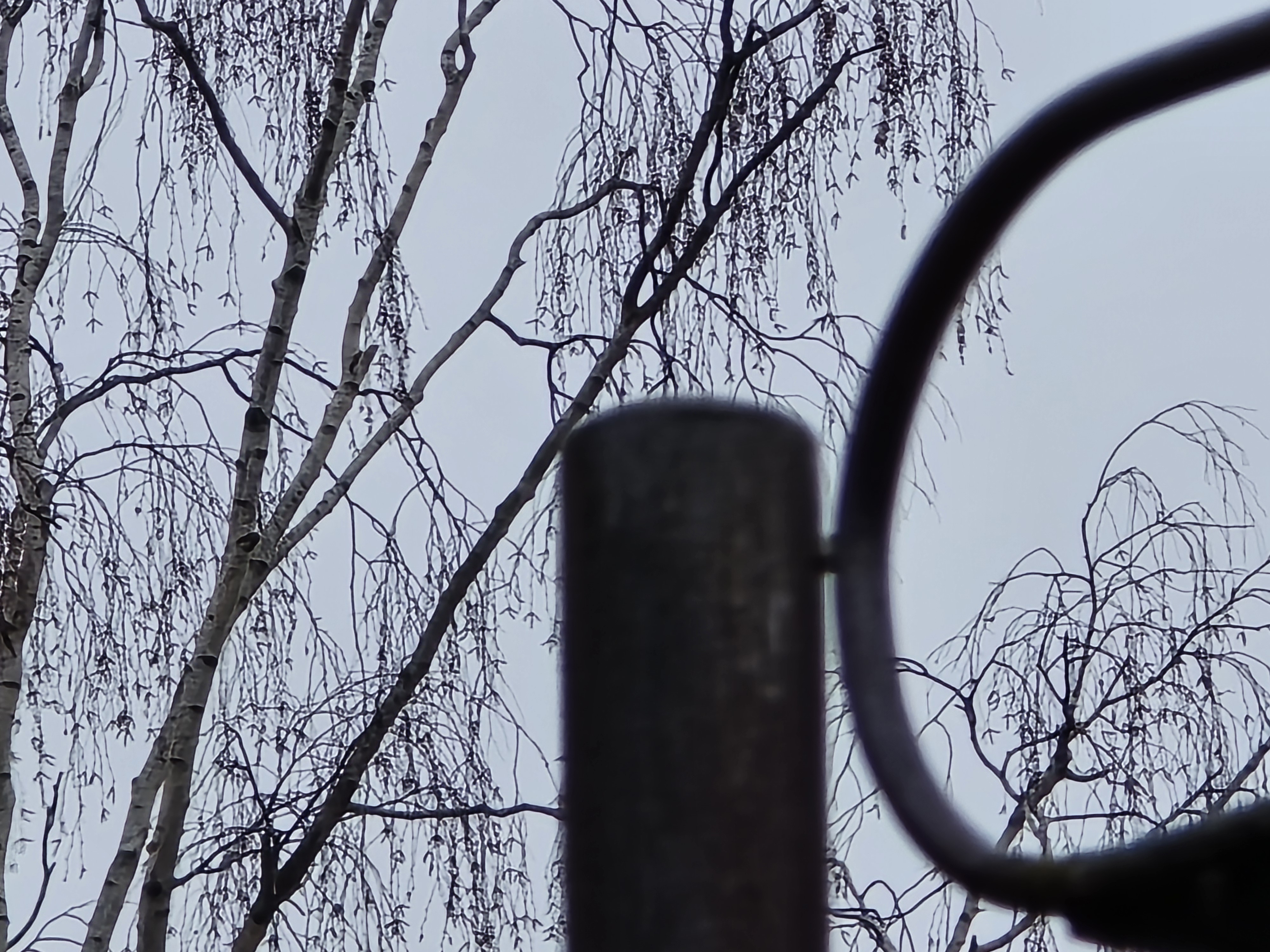 abstract metal structure trees