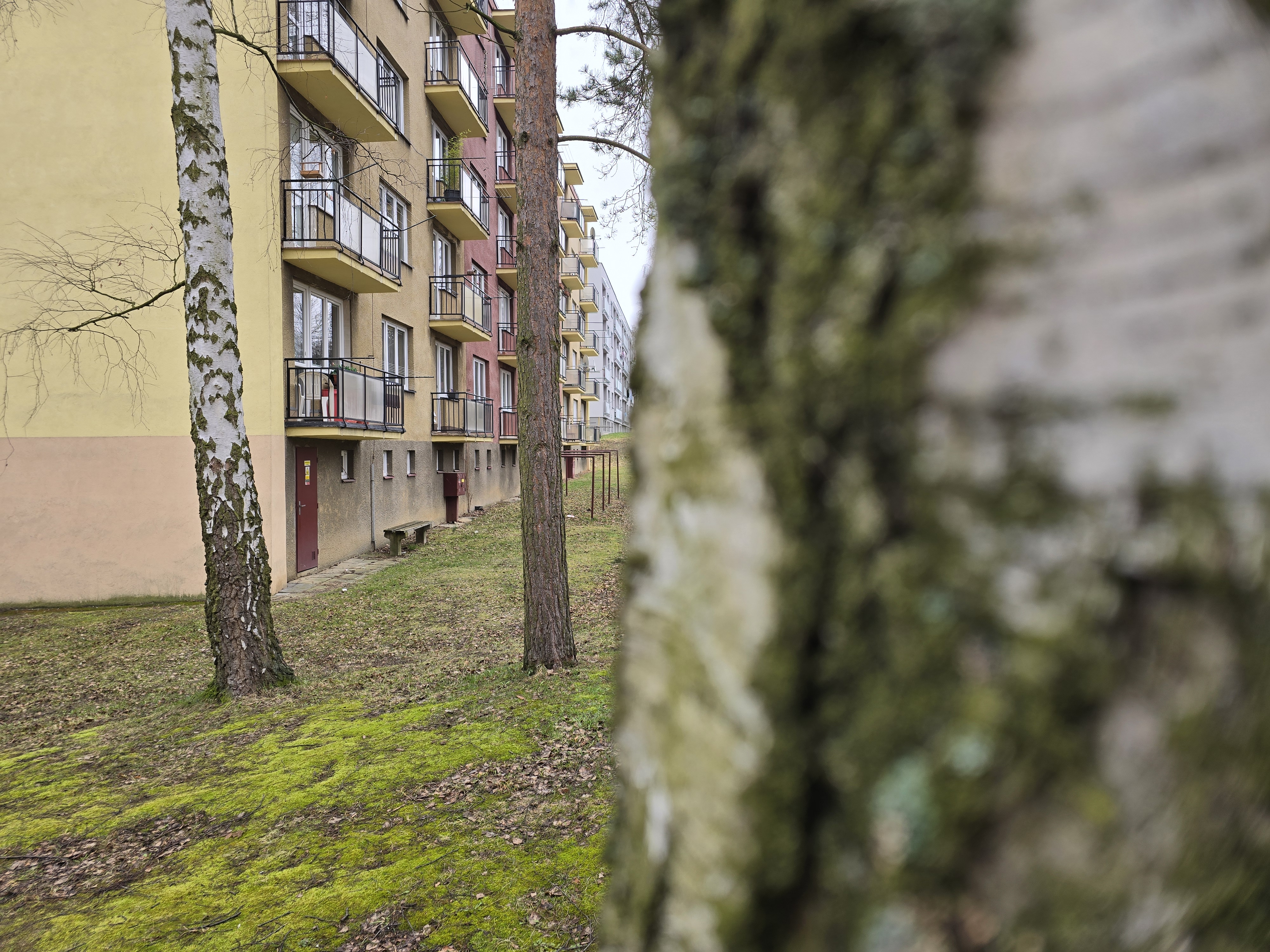 apartment building and trees