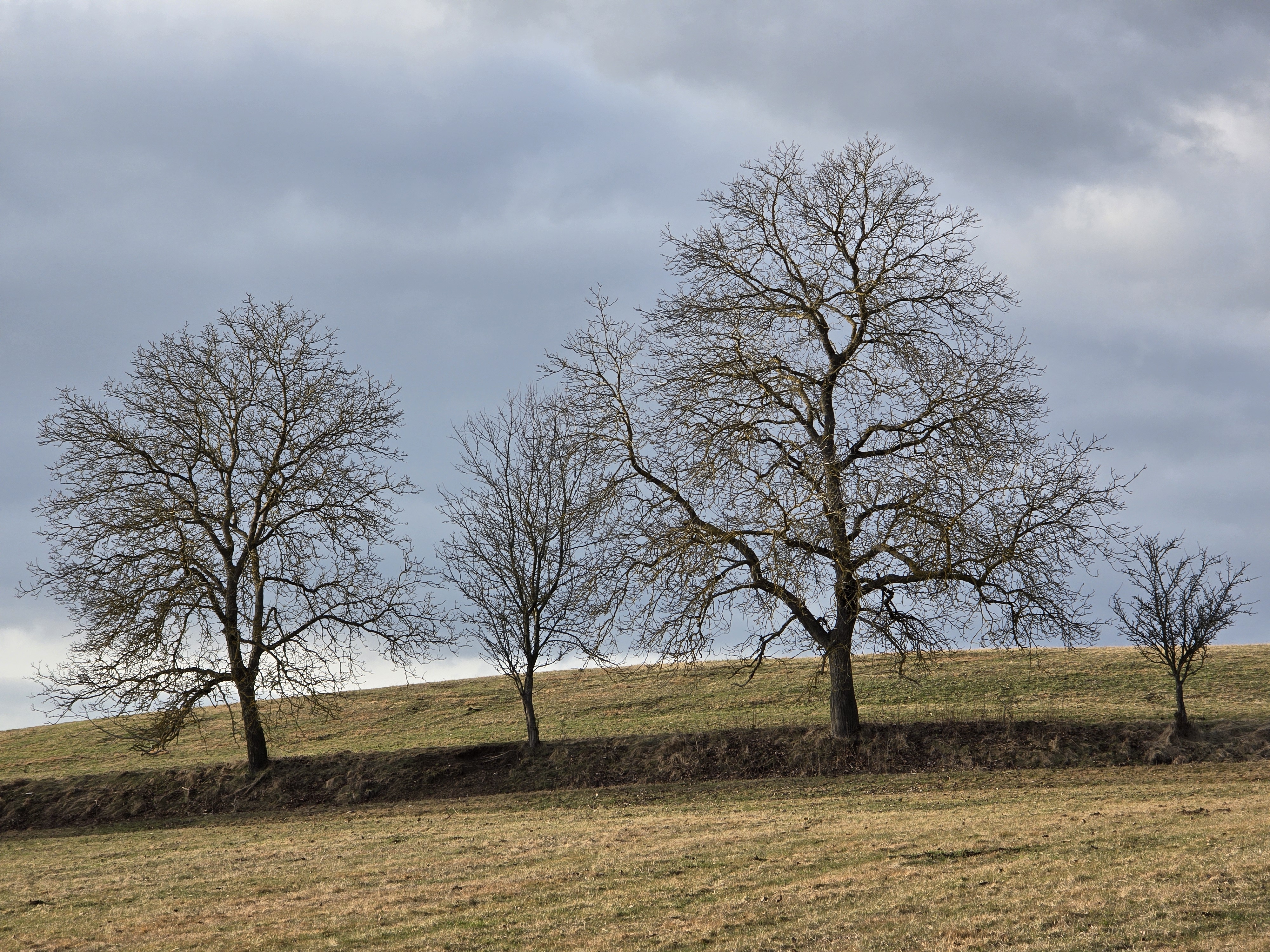 bare trees on hill