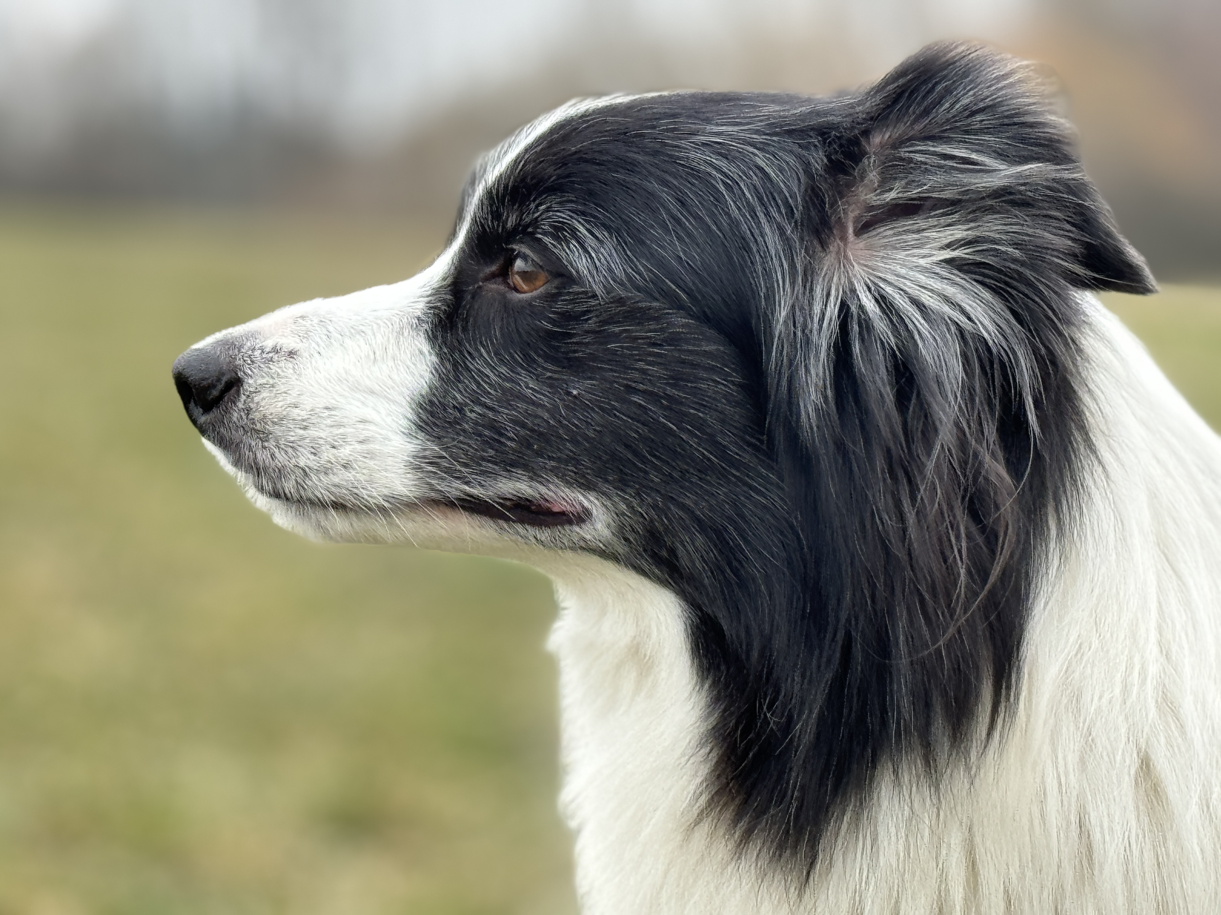 black and white dog profile