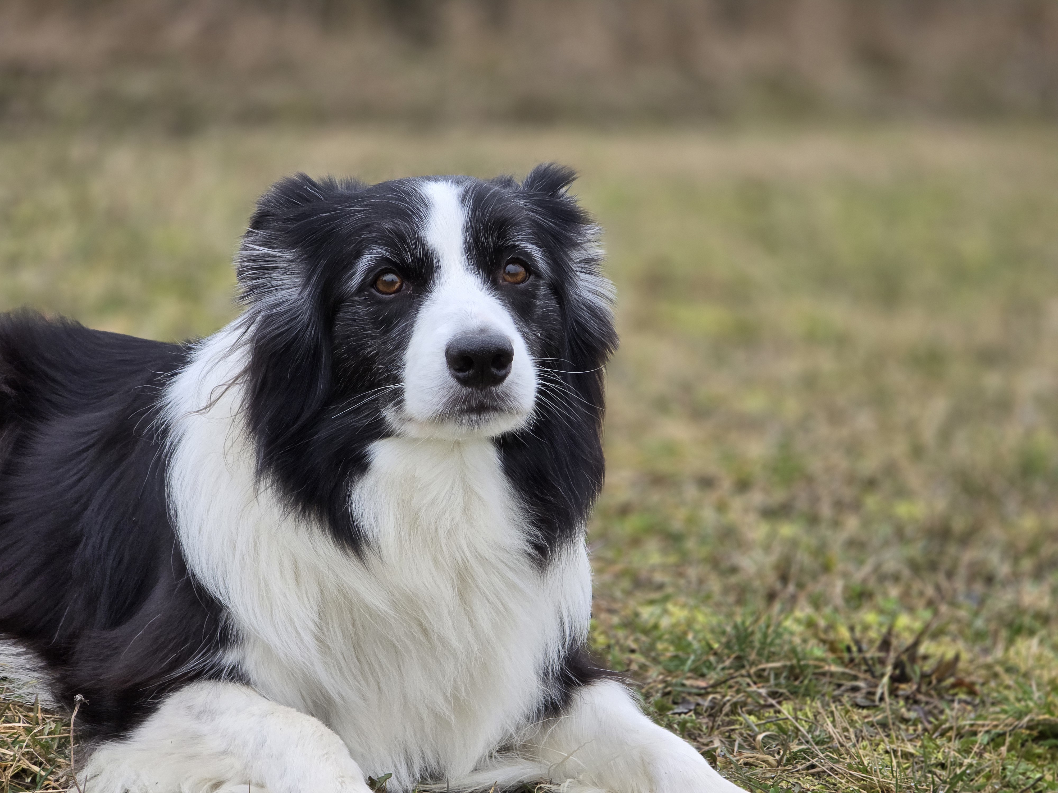 close up of dog on grass
