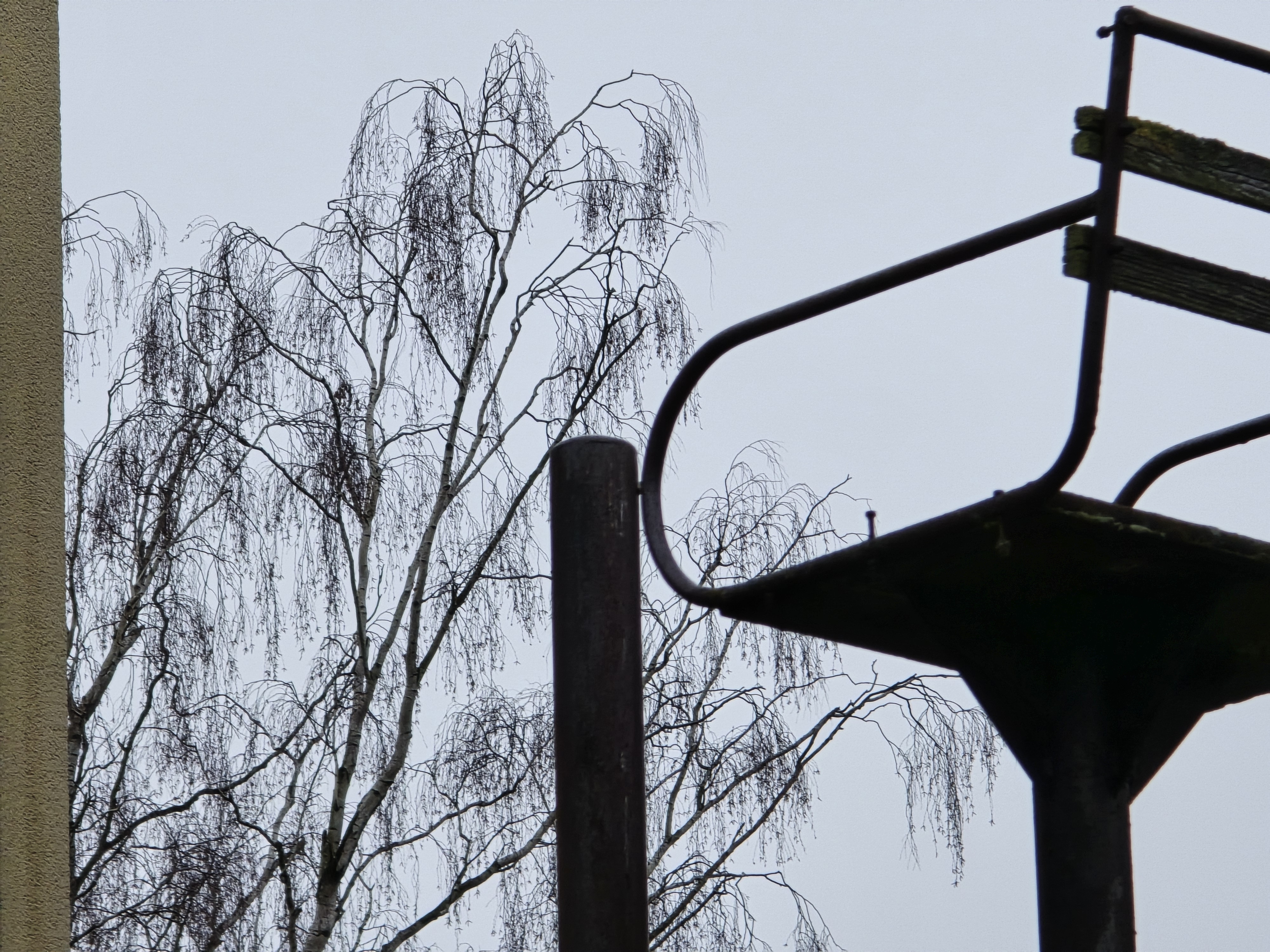 closeup basketball hoop trees