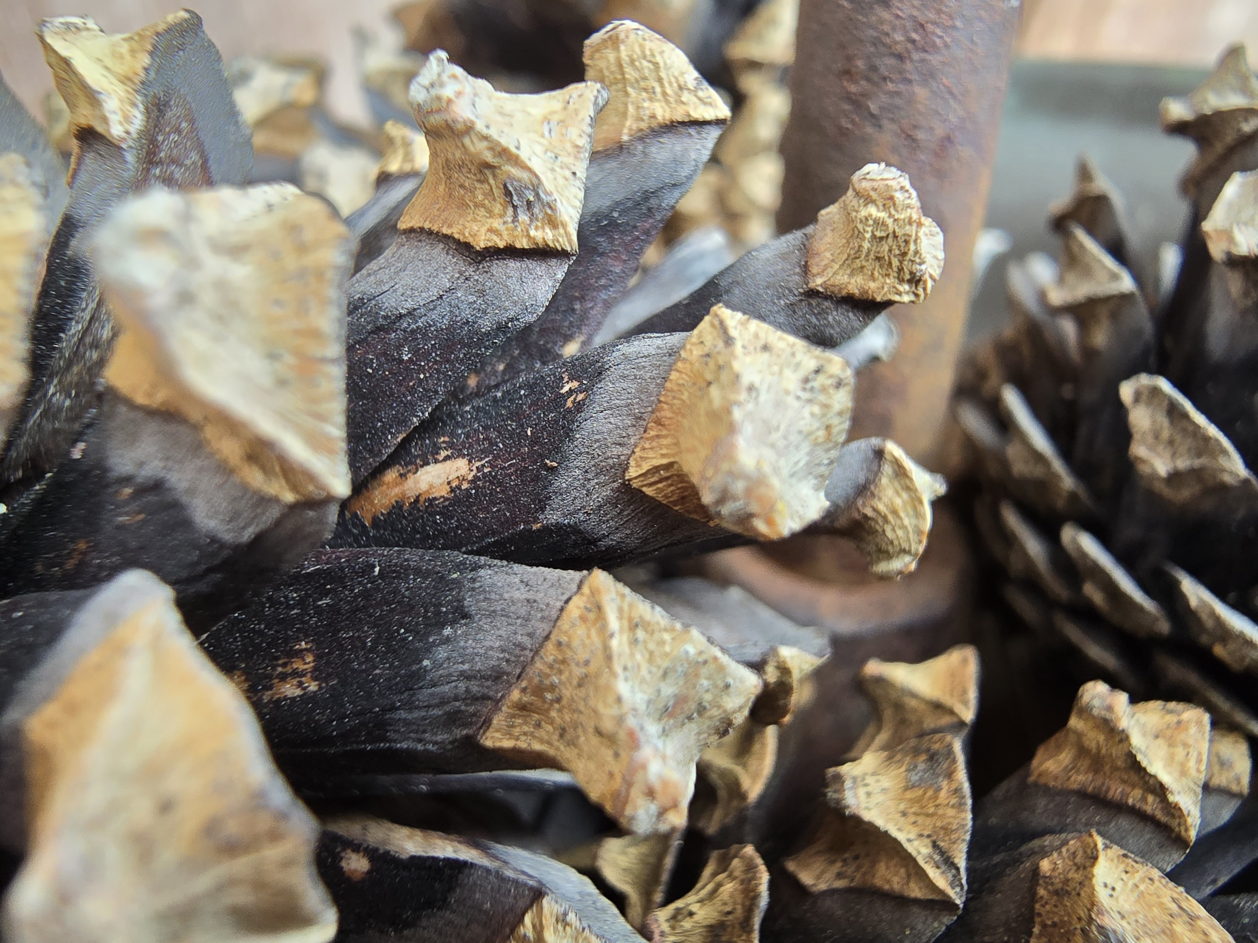 closeup pine cones texture