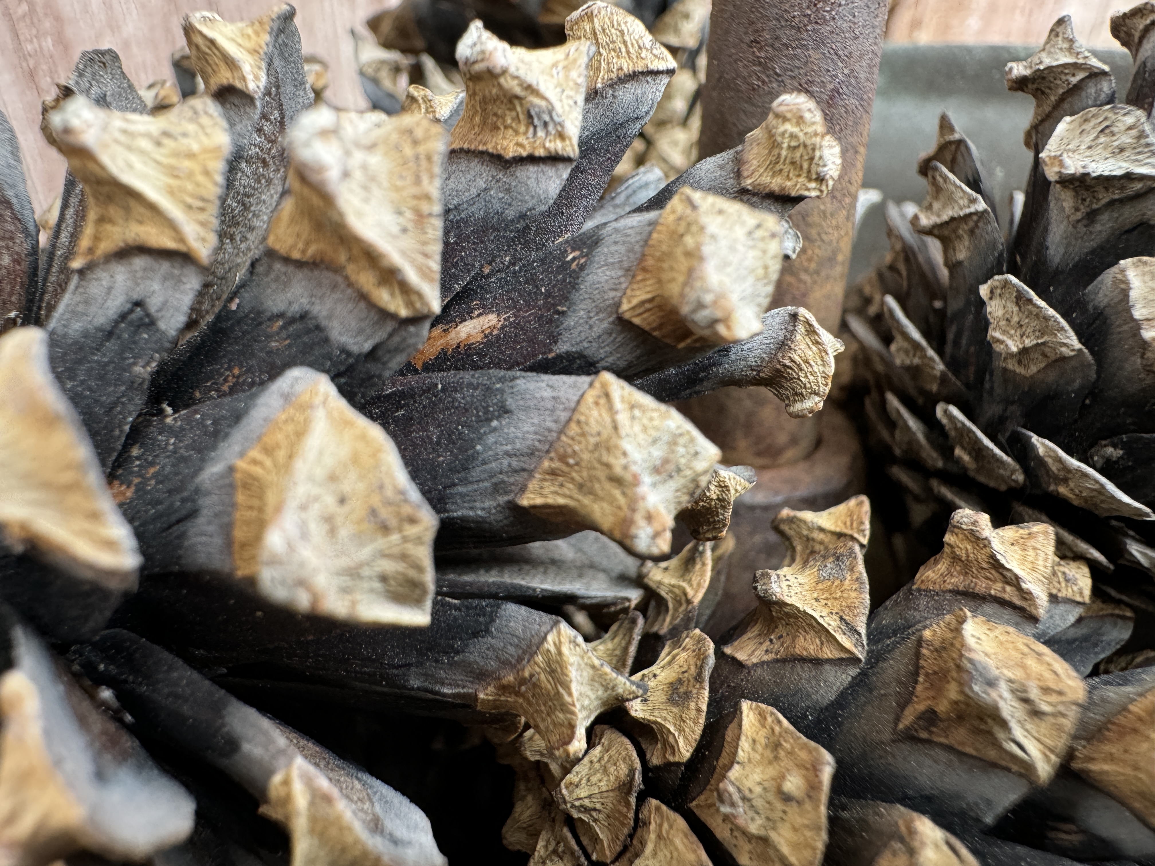 closeup pine cones