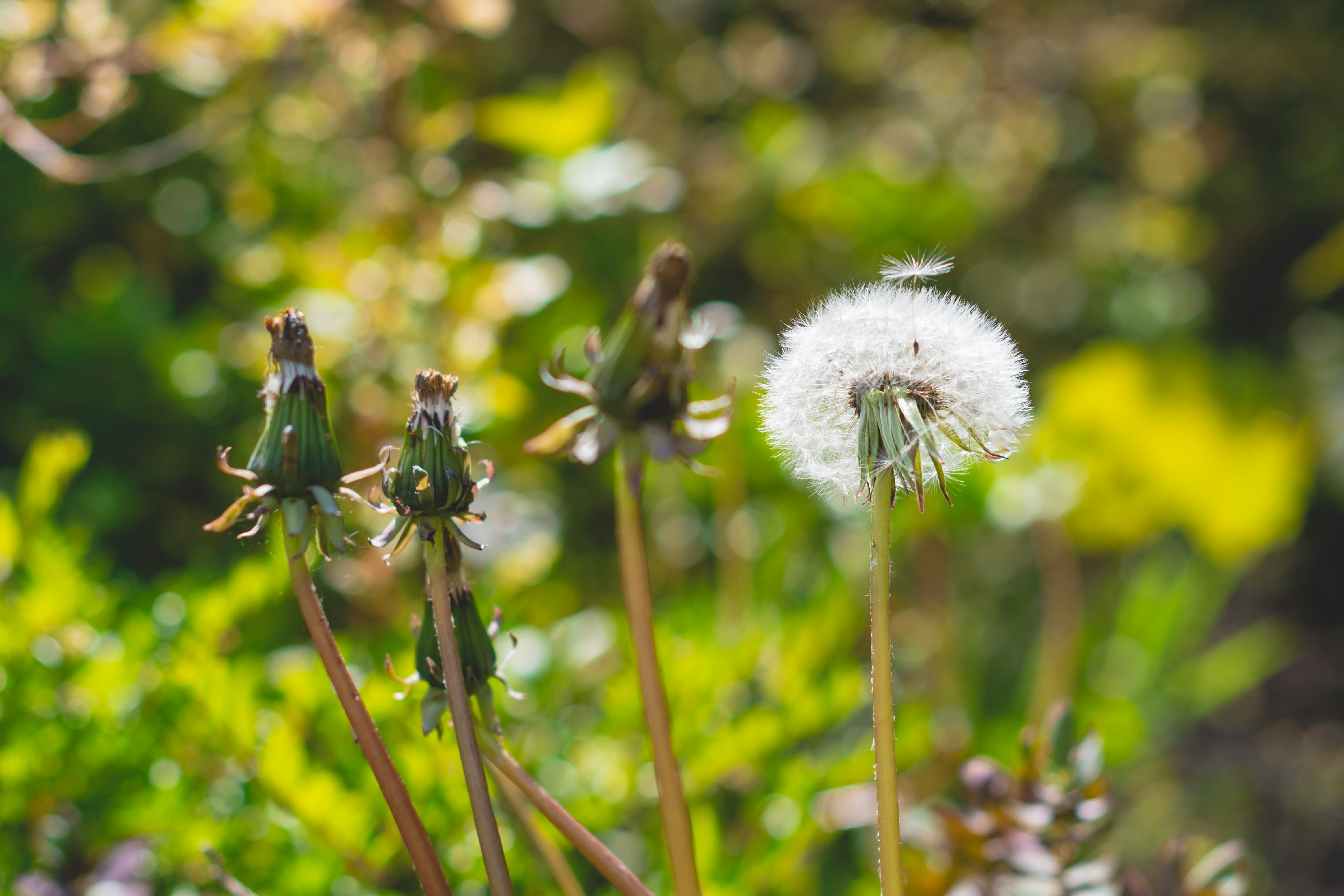 dan smedley dandelion unsplash