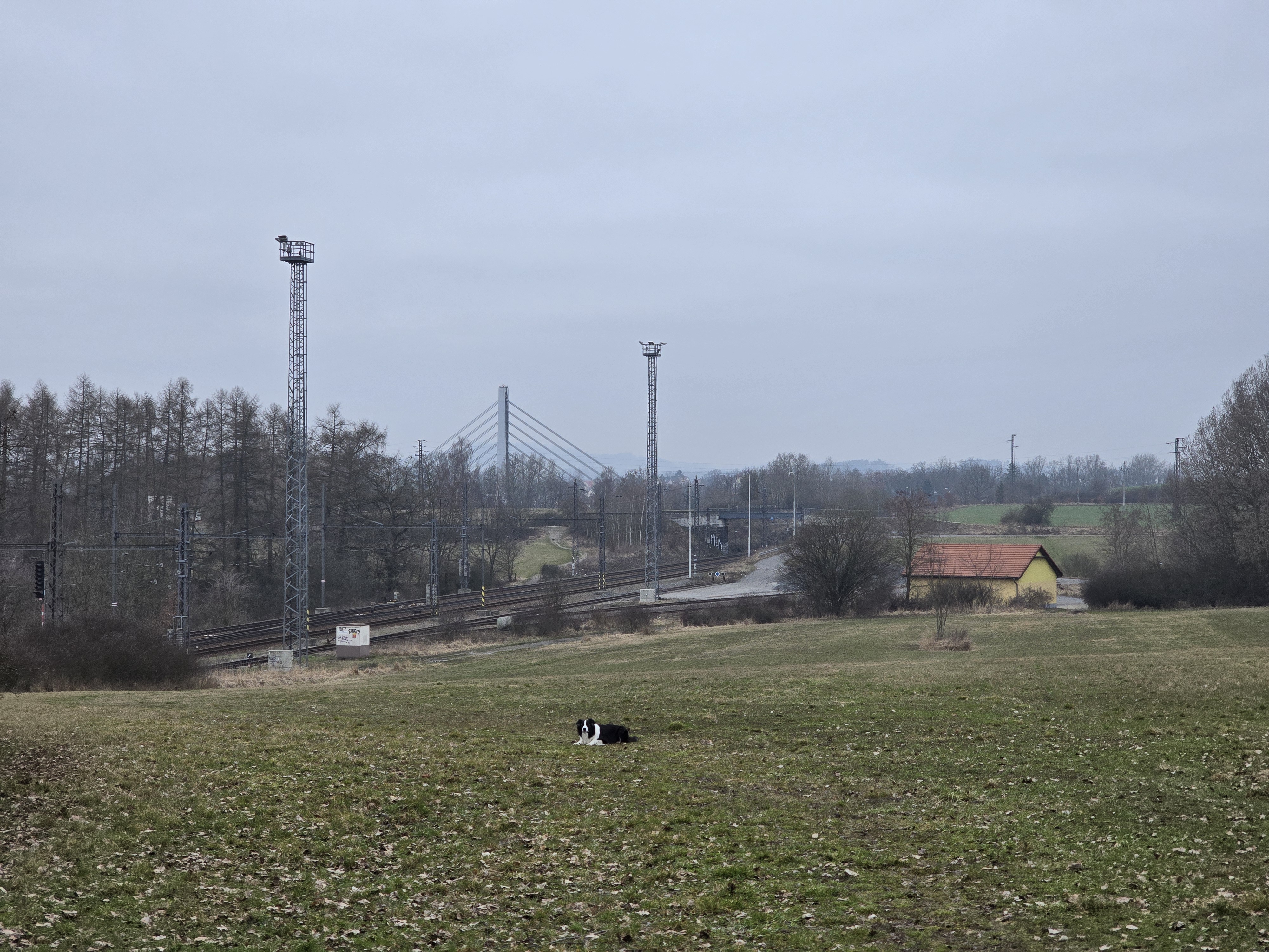 dog in field near bridge