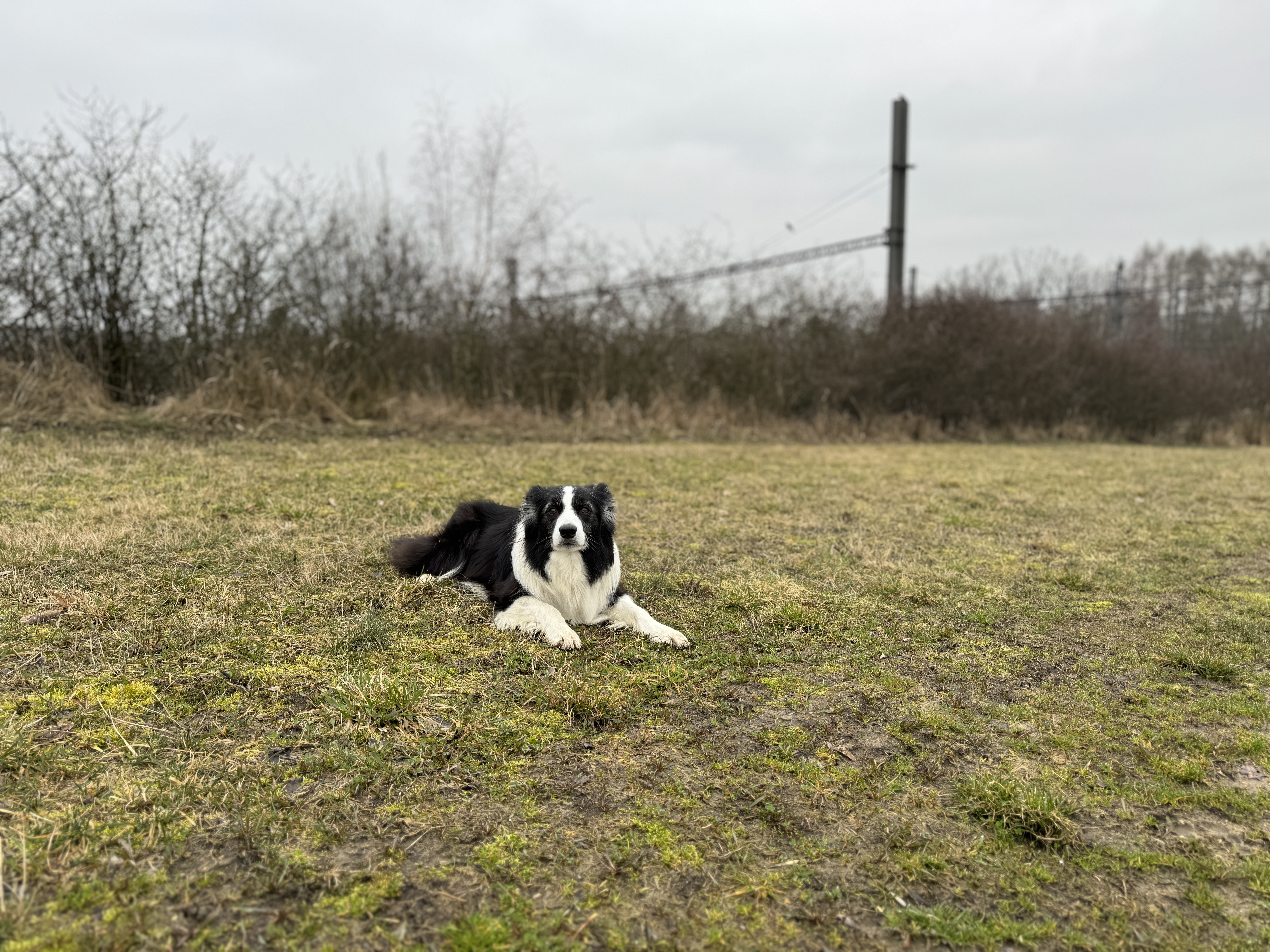 dog lying field
