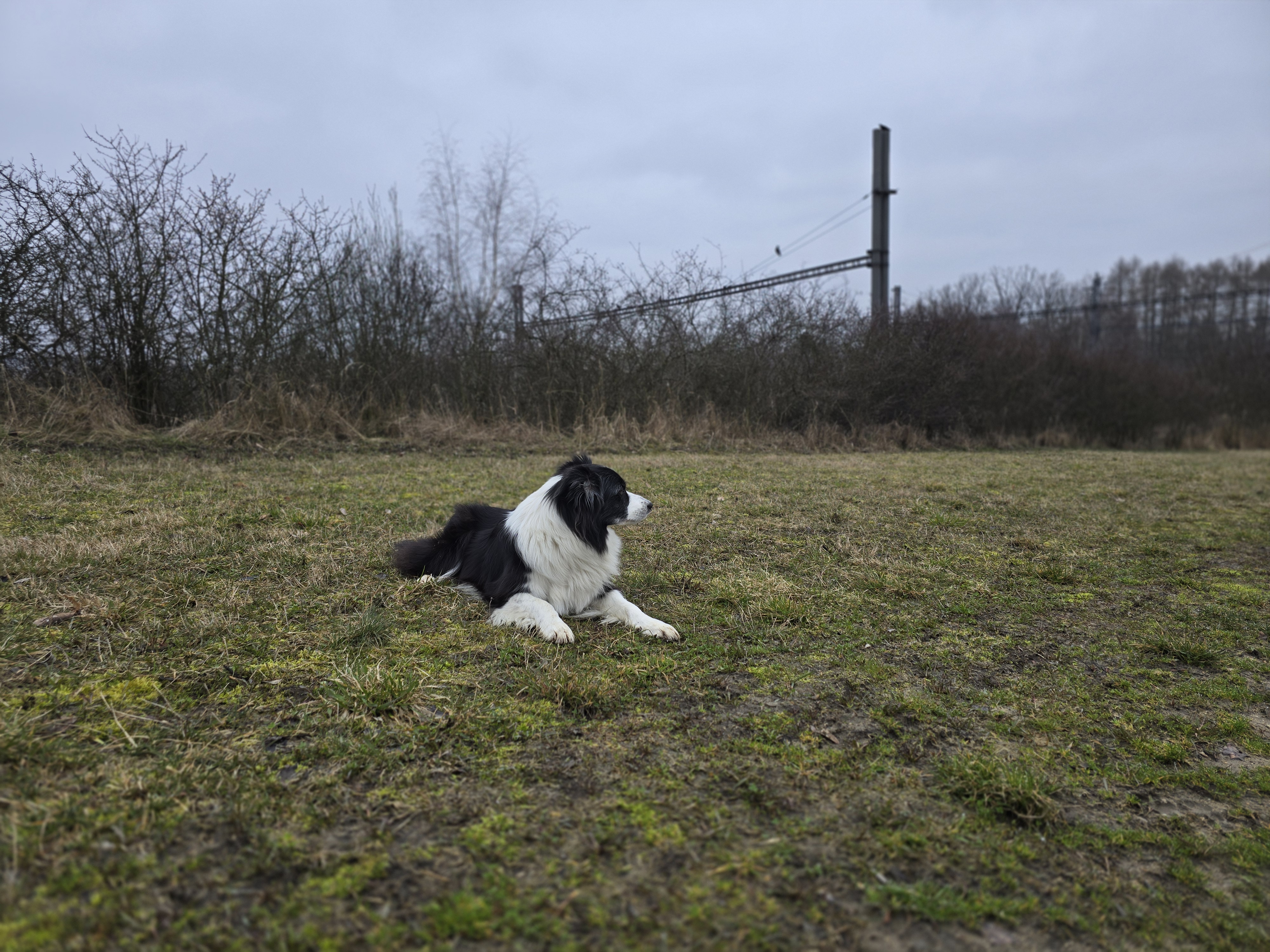 dog lying on grass