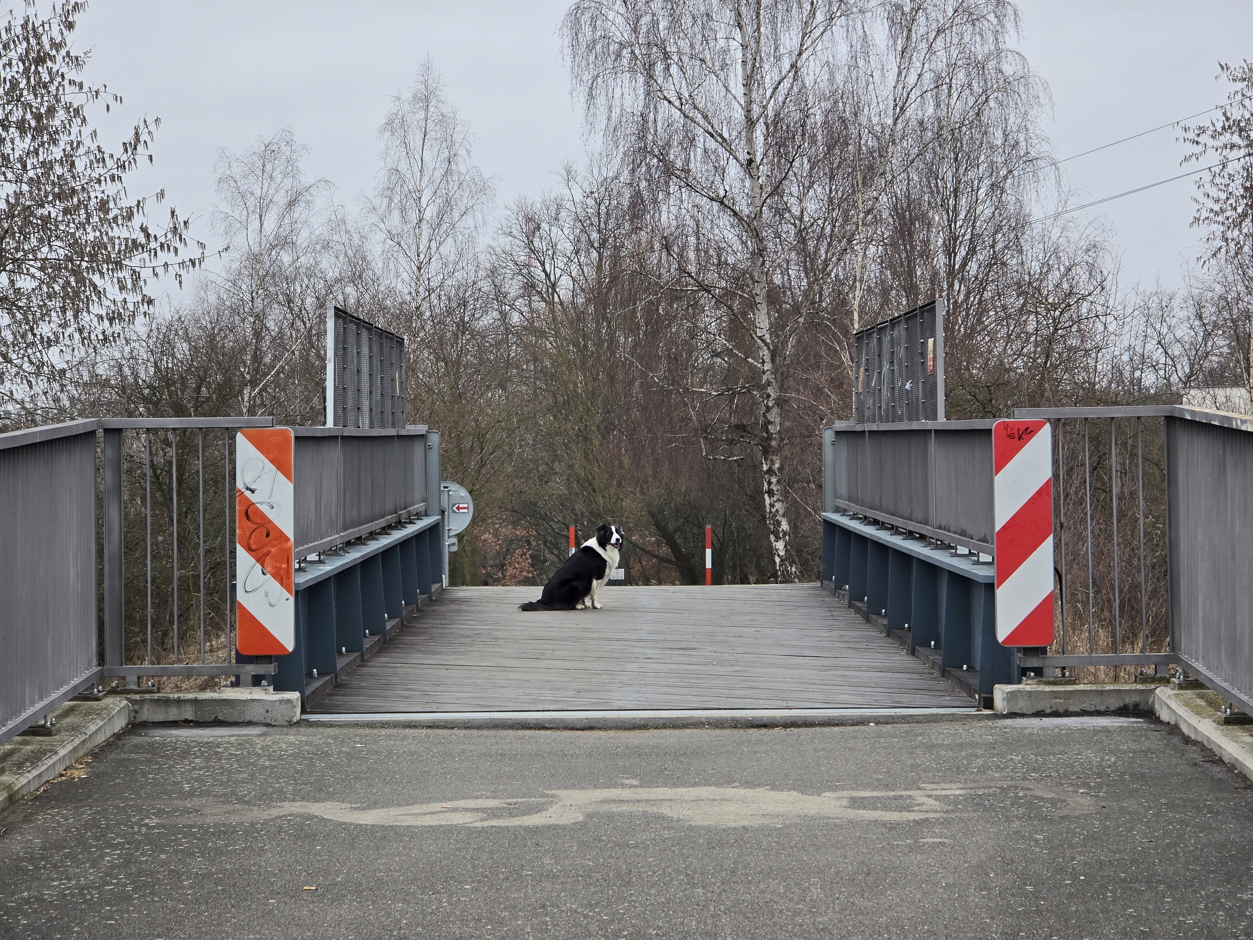 dog on bridge close up