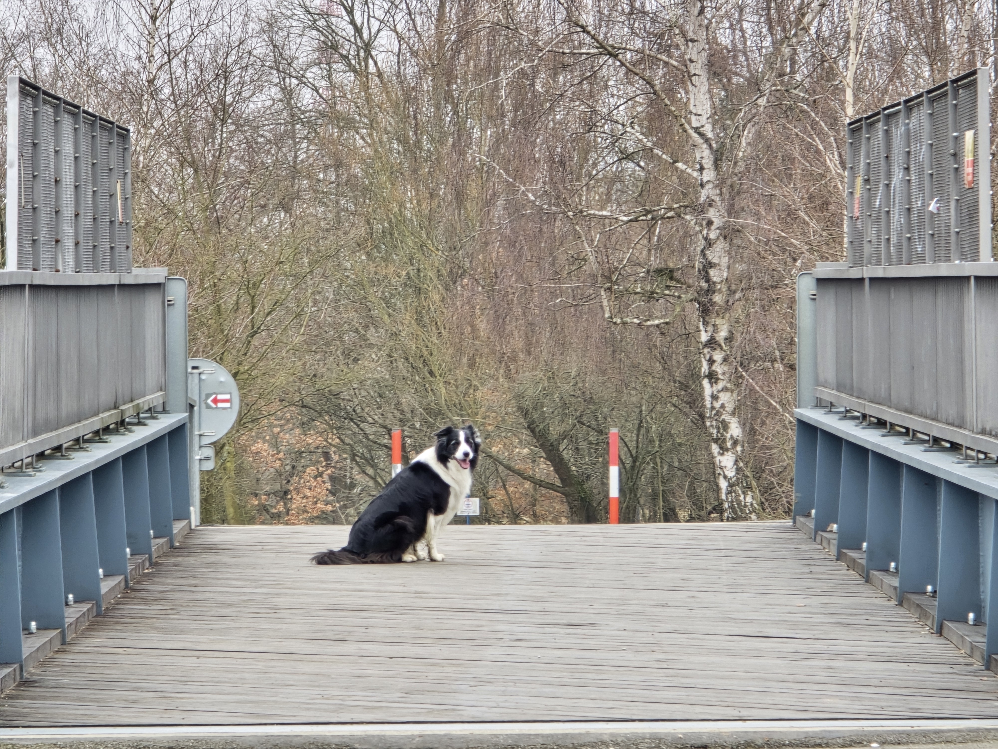 dog on bridge wooden path