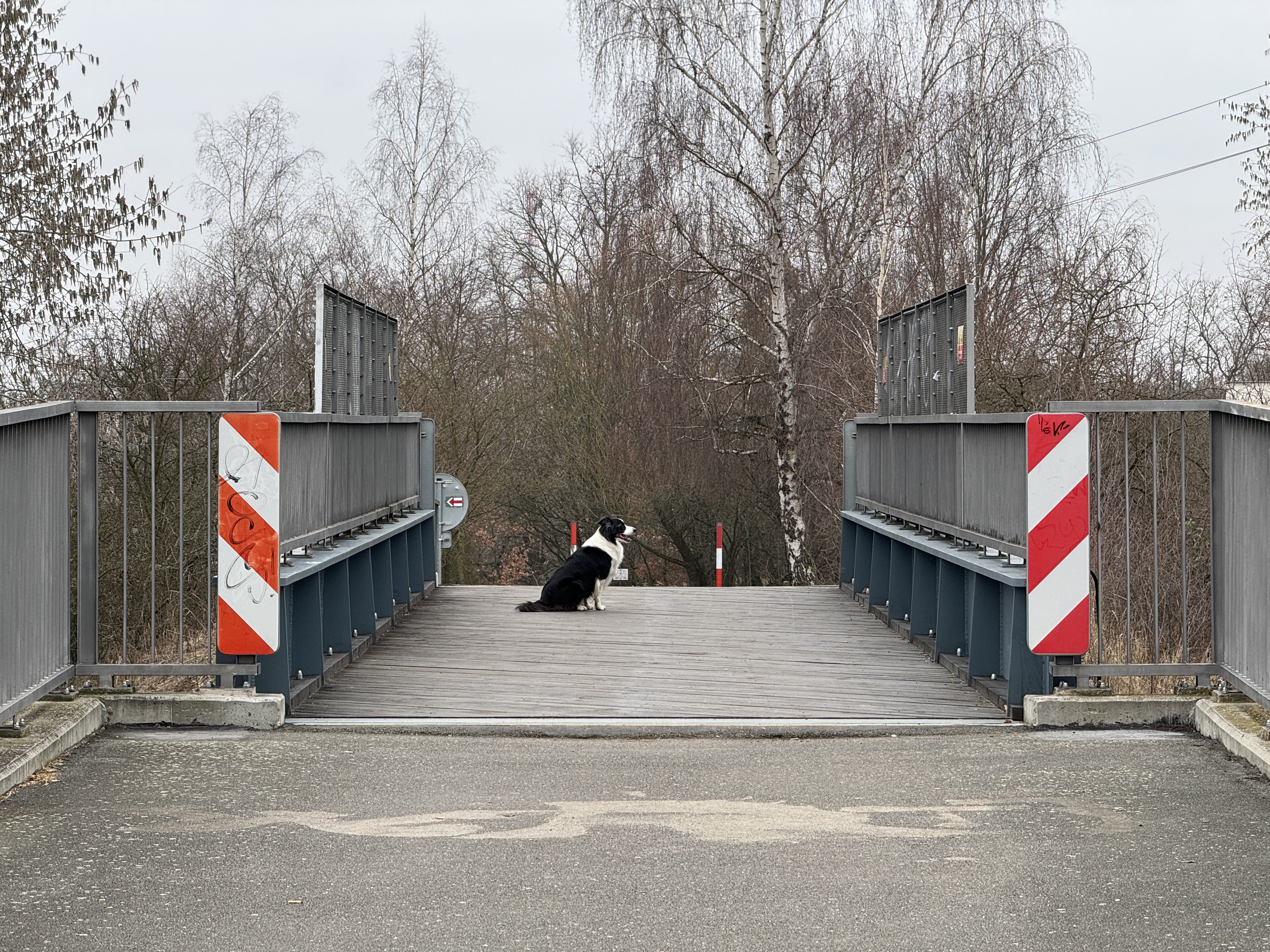dog on bridge