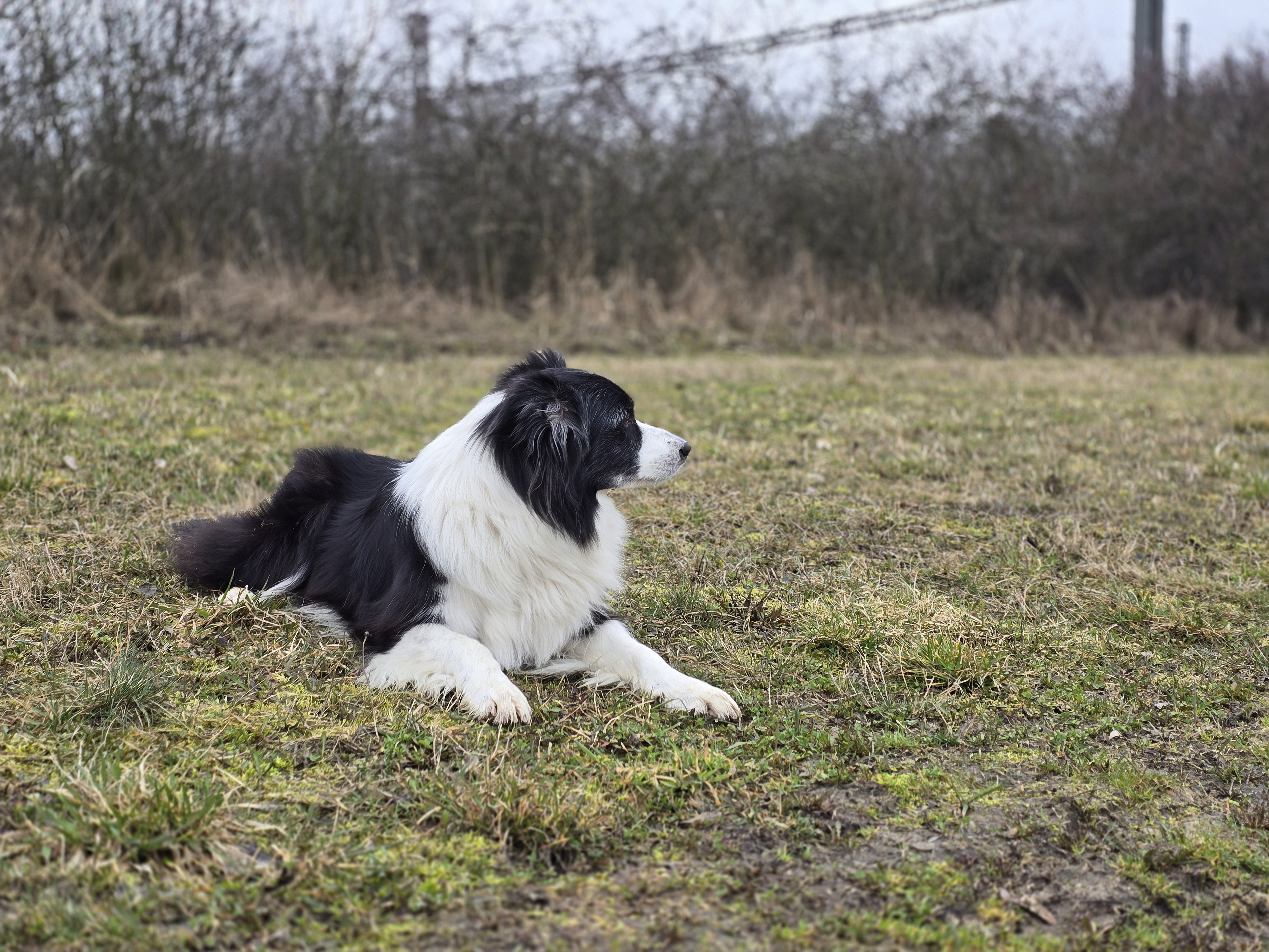 dog on grassy field