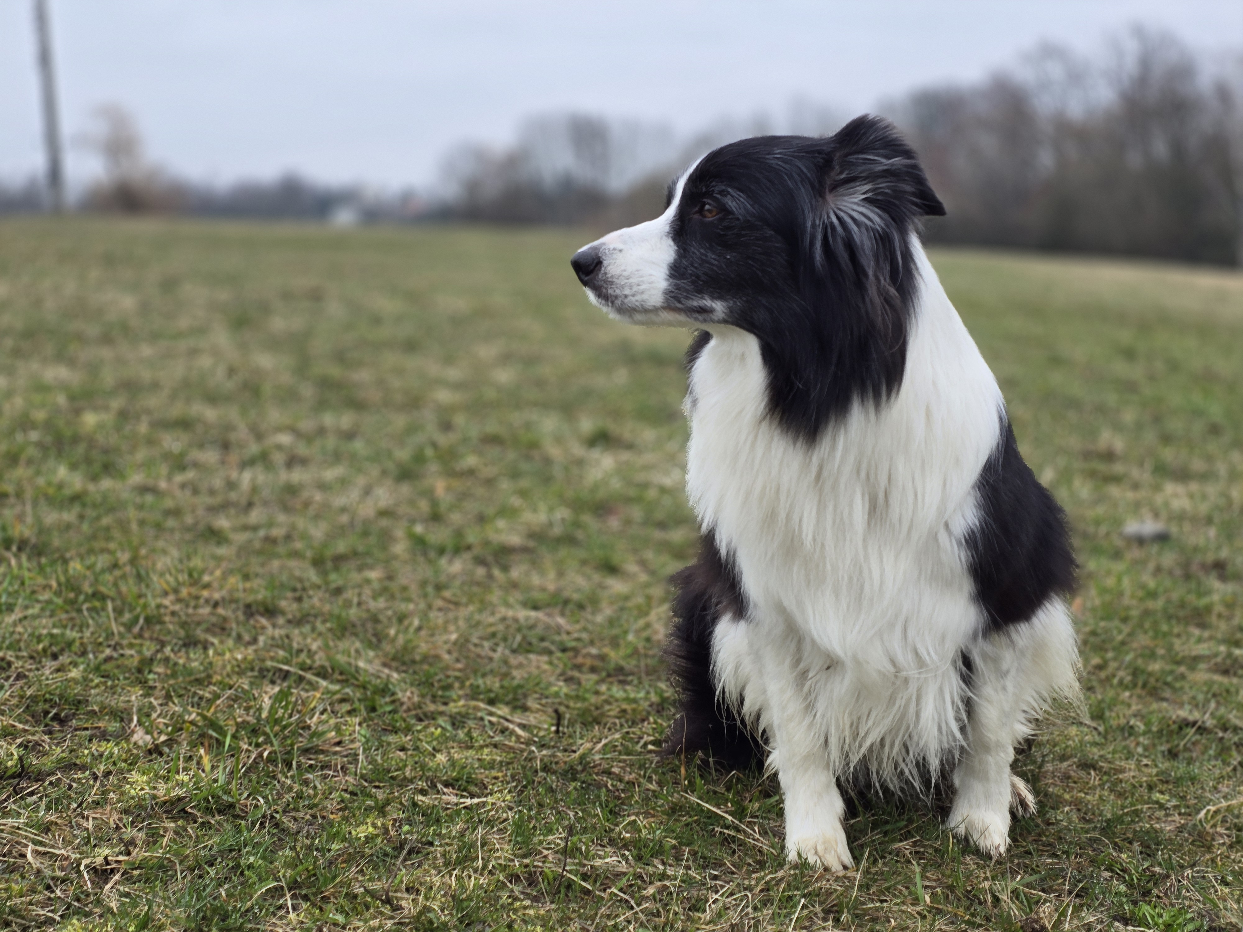 dog on grassy landscape