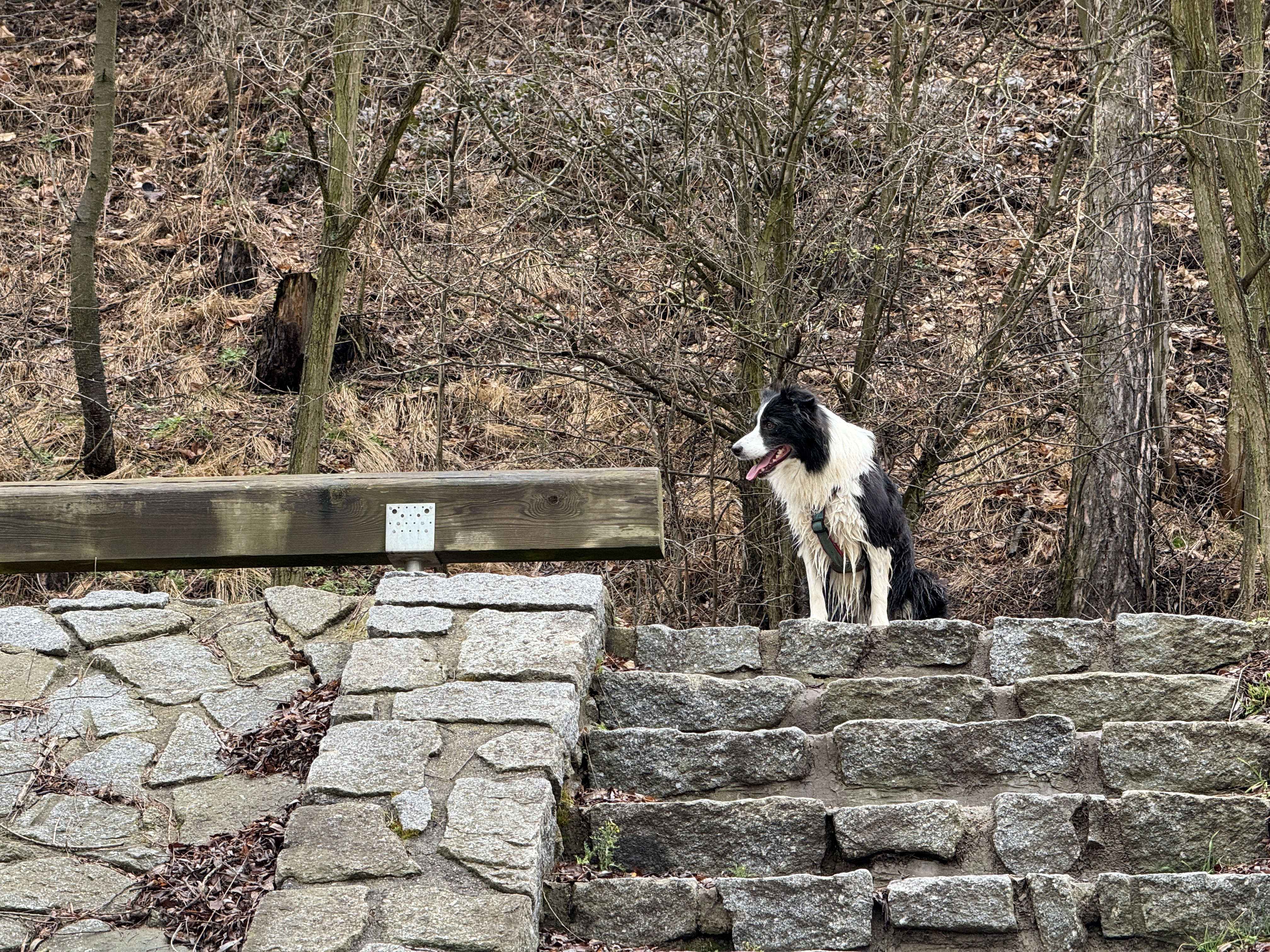 dog on stone steps