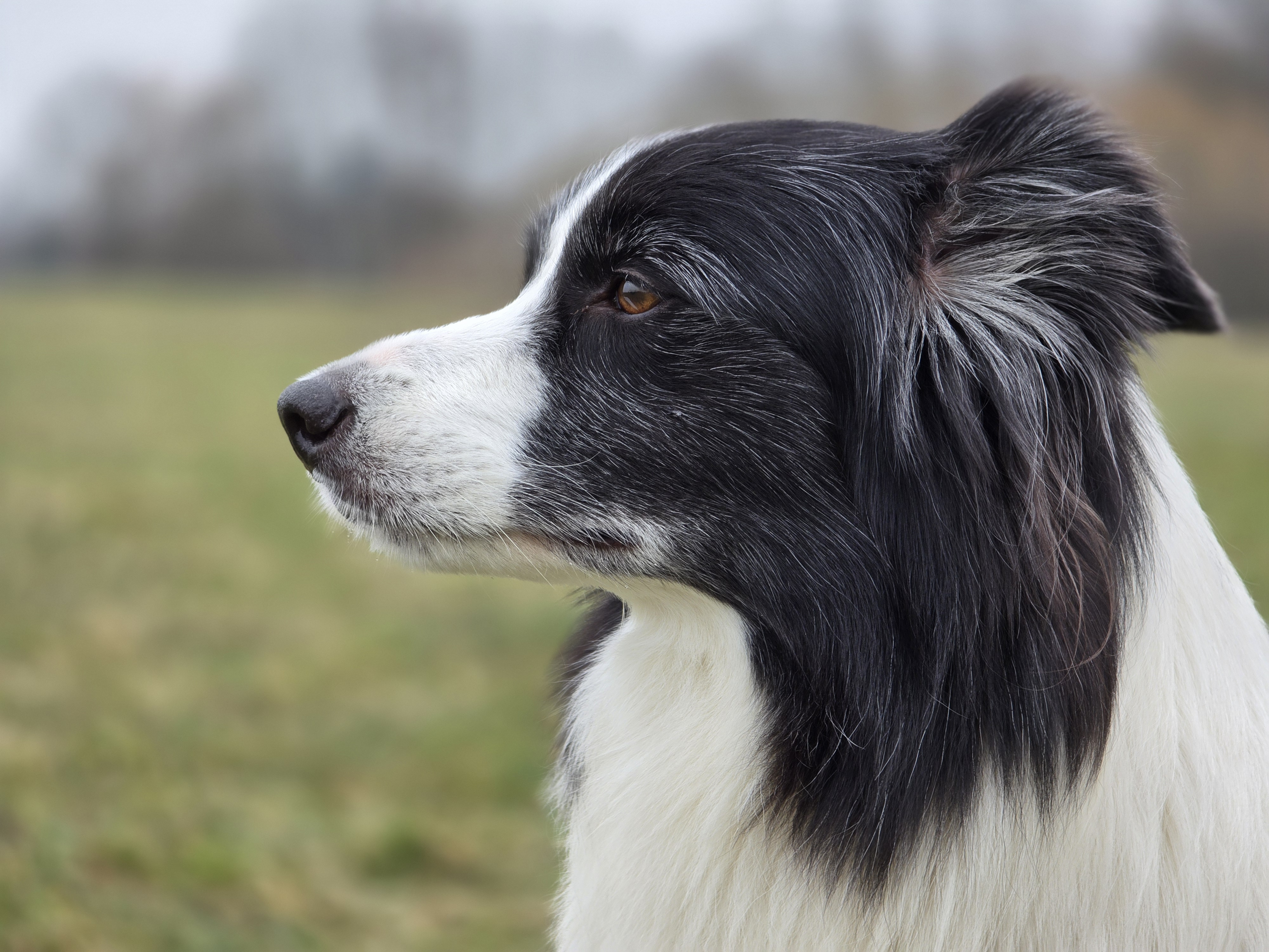 dog profile in field