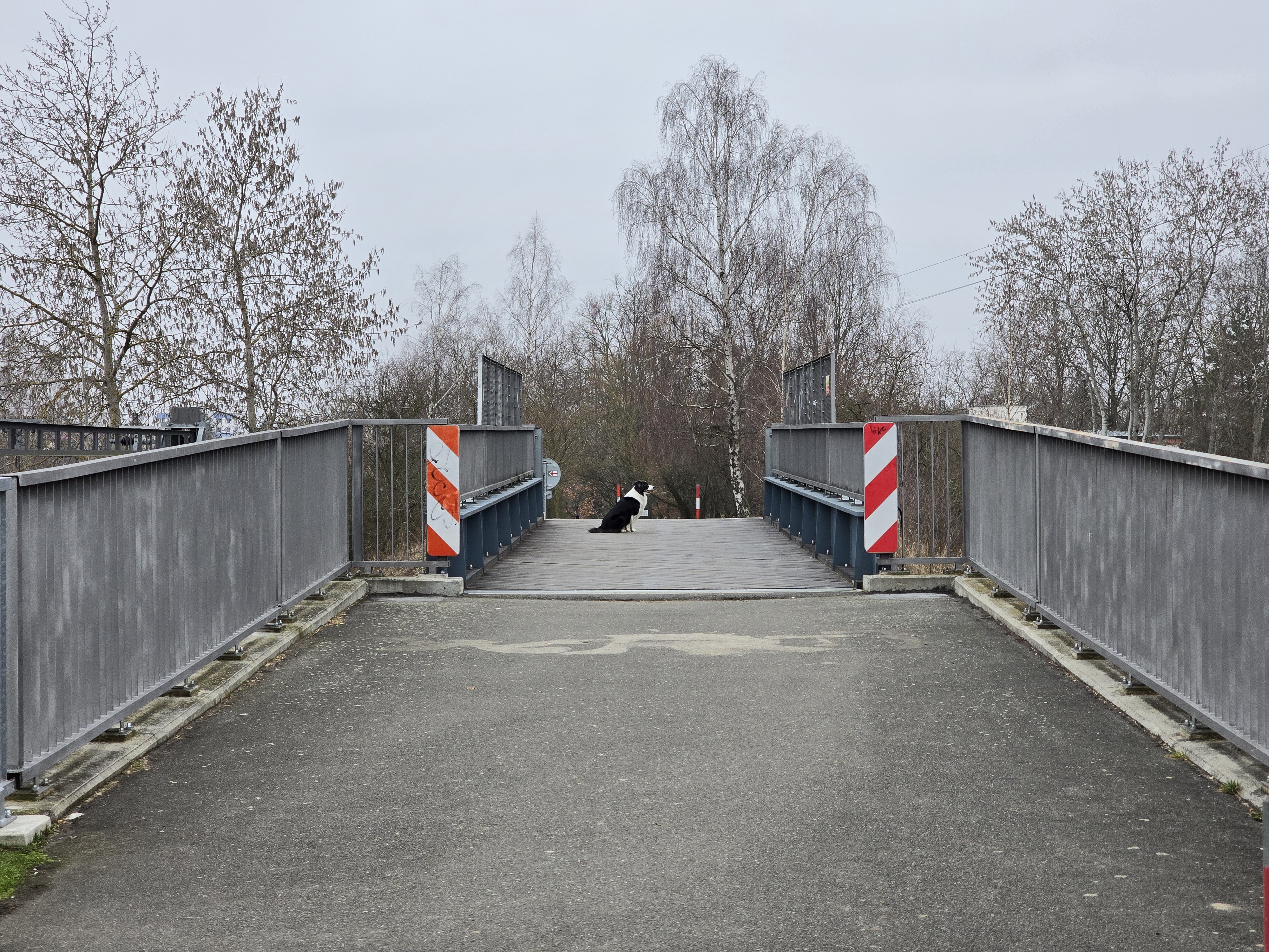 dog sitting on bridge