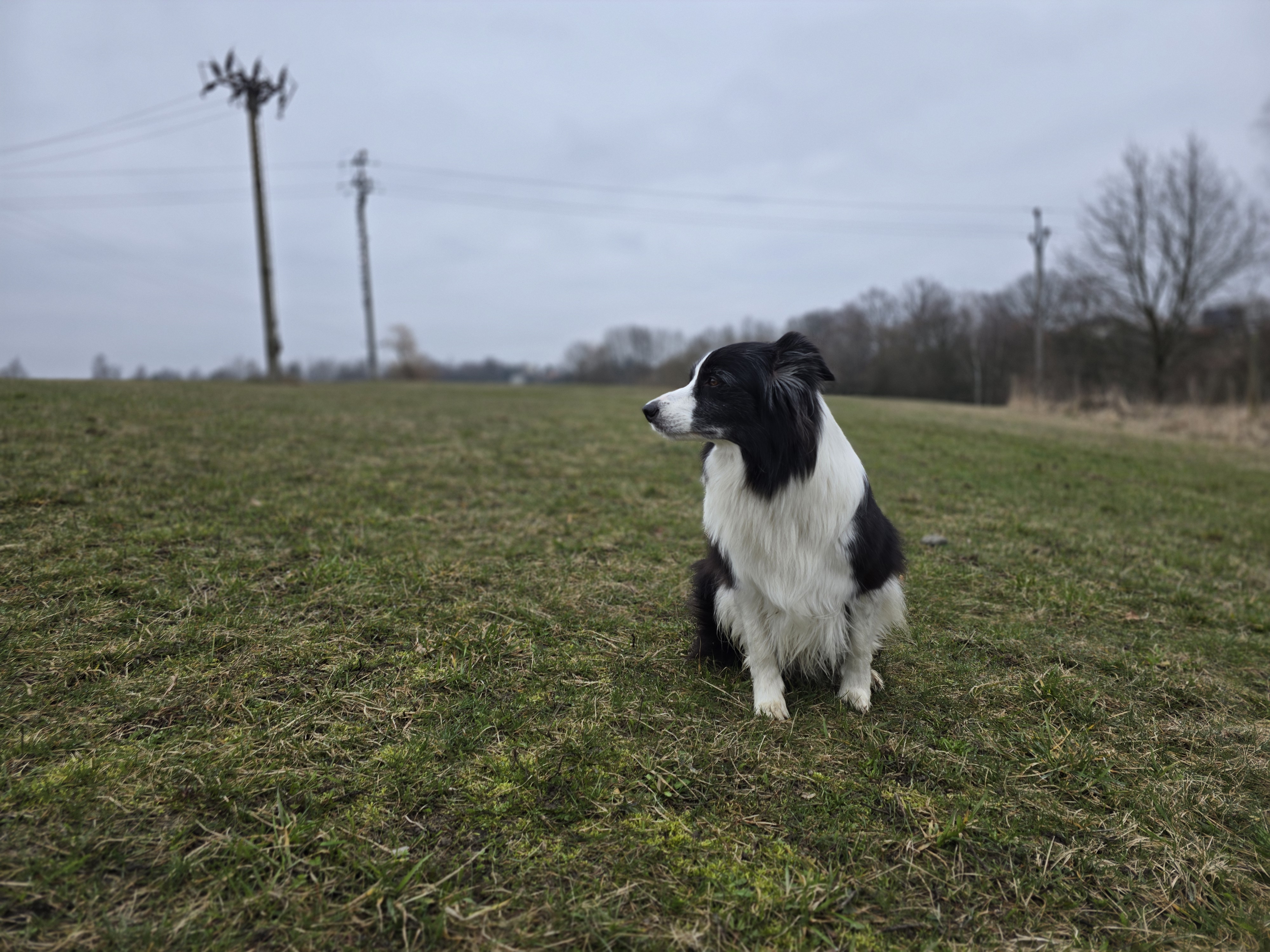 dog sitting on field