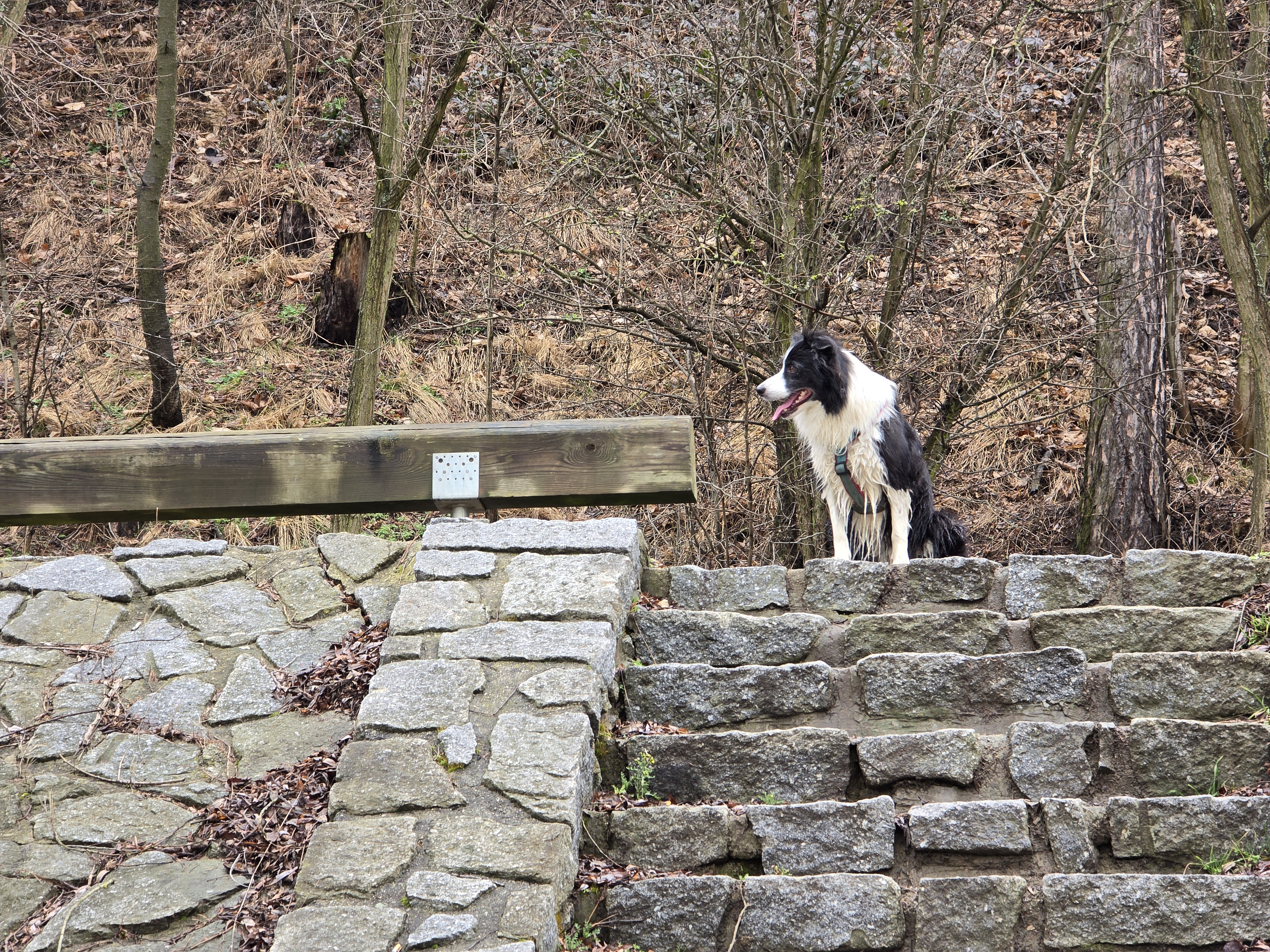 dog sitting stone steps