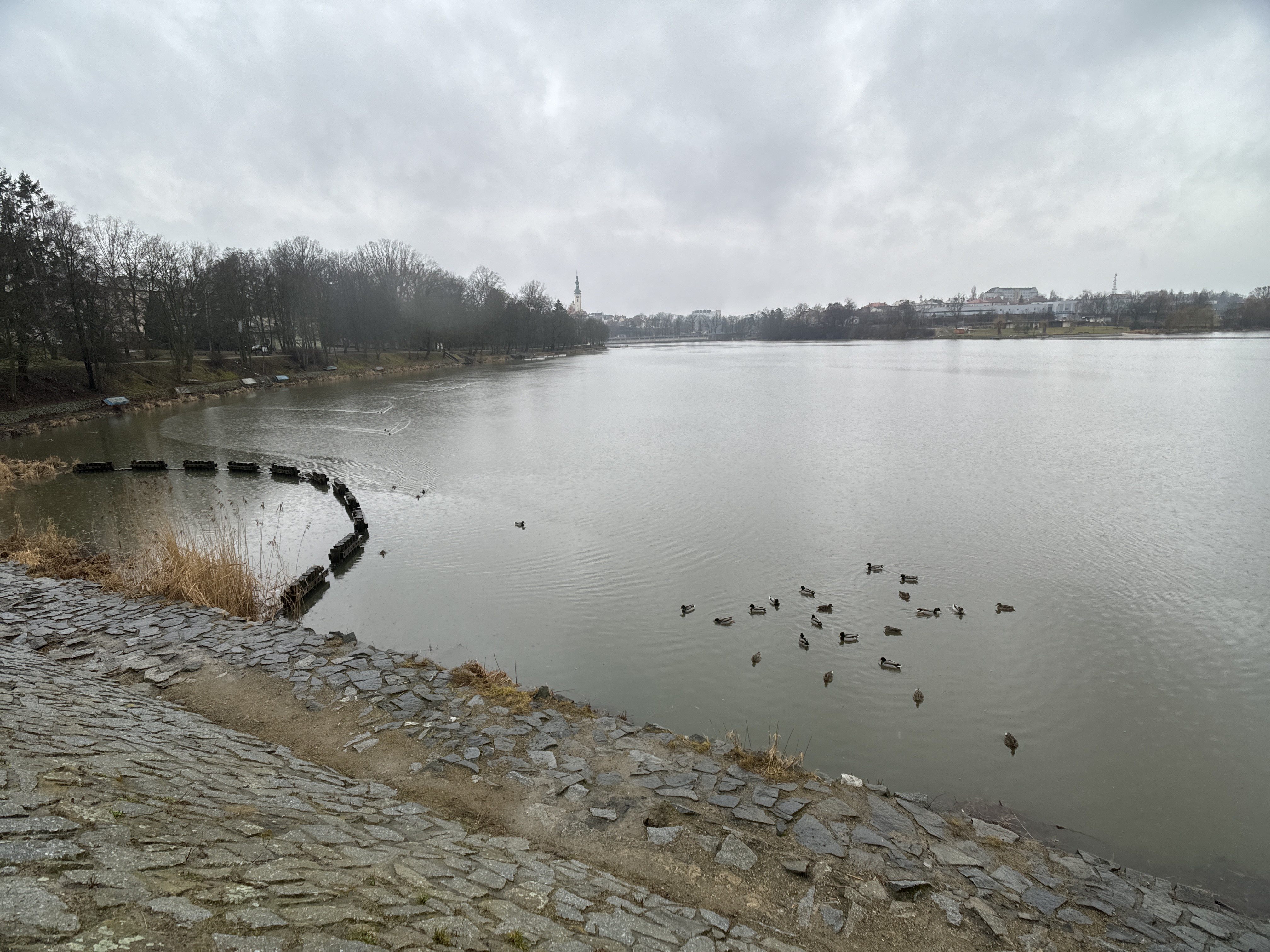 ducks on lake stone path