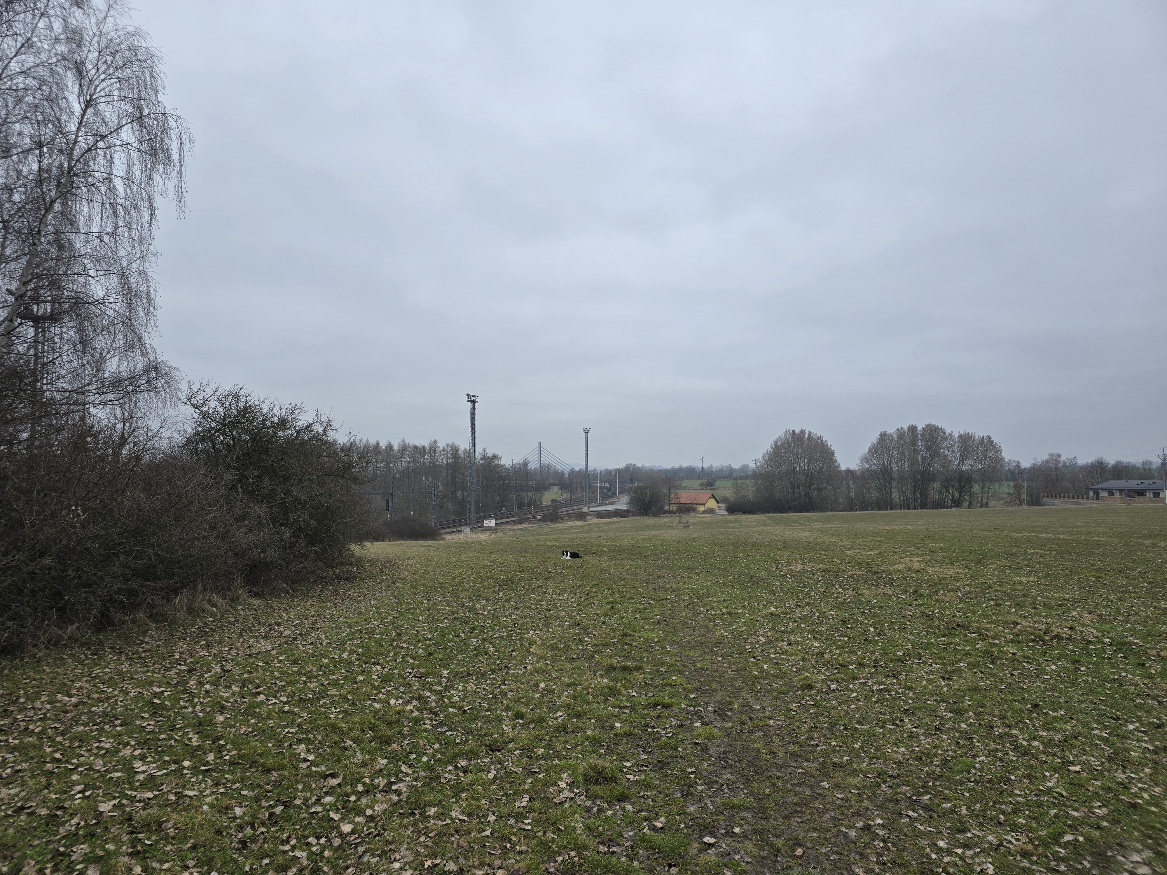 expansive field trees