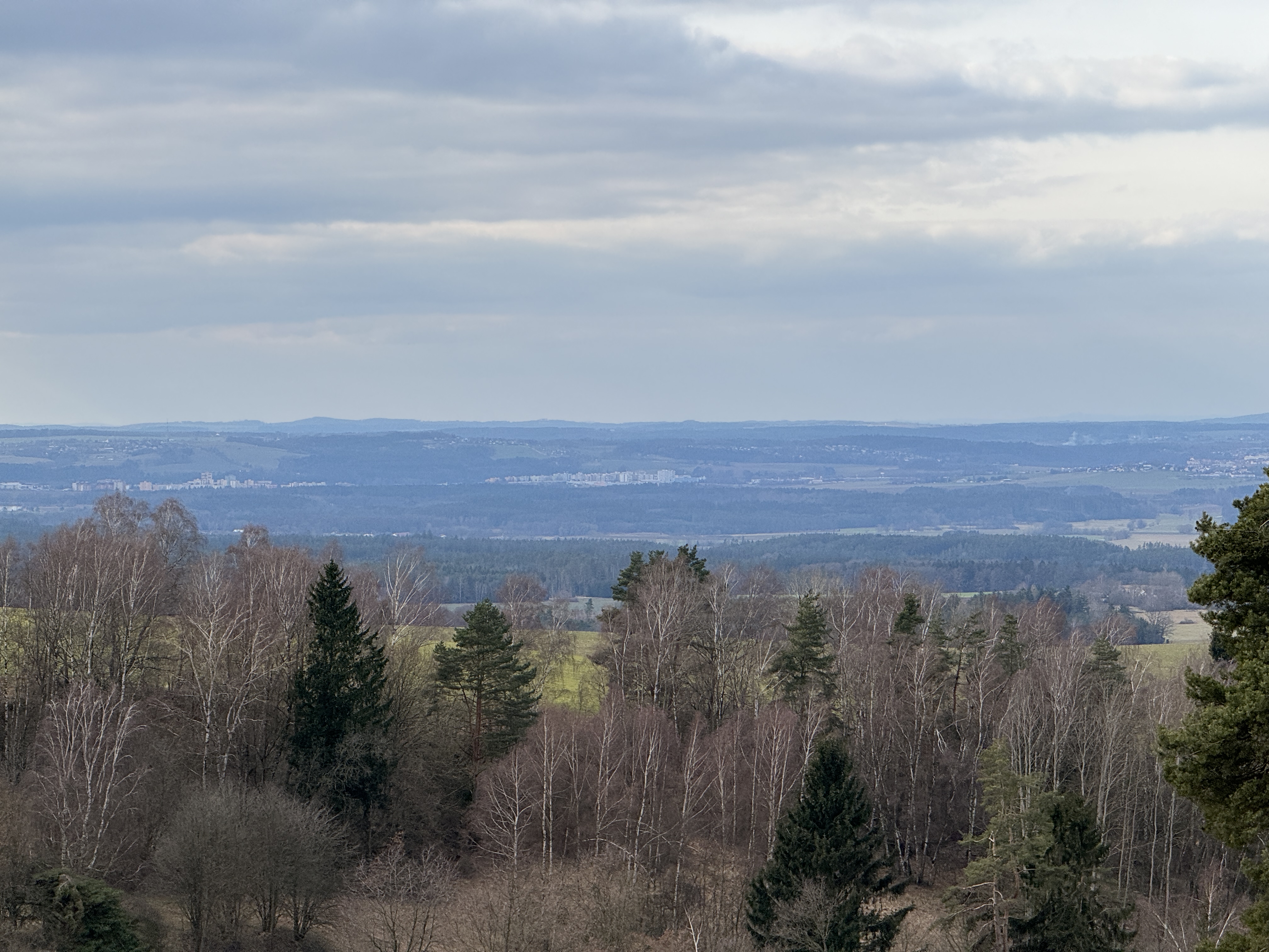 forest edge with distant view